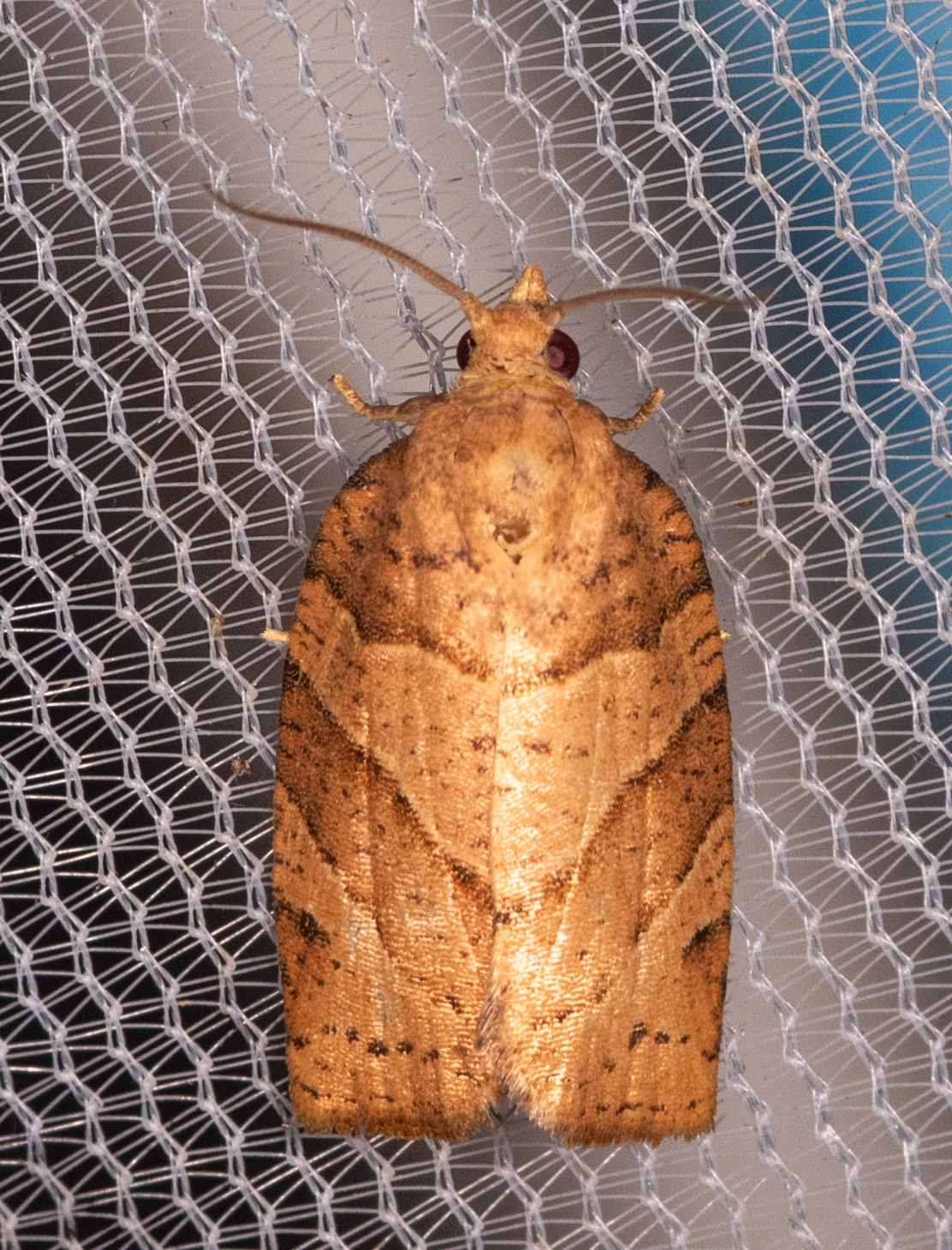 Woodgrain Leafroller Moth
