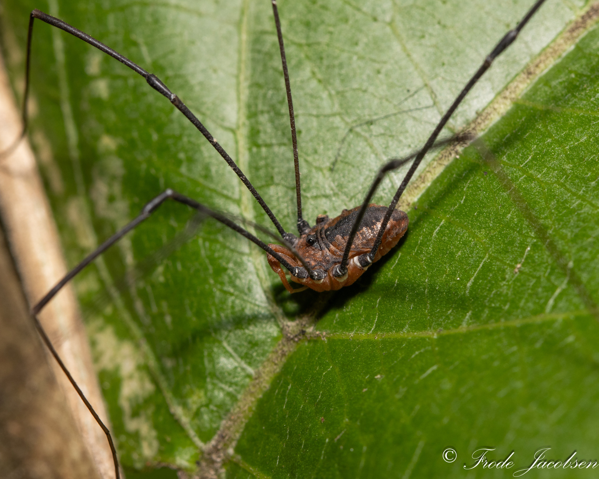 Maryland Biodiversity Project - Leiobunum vittatum