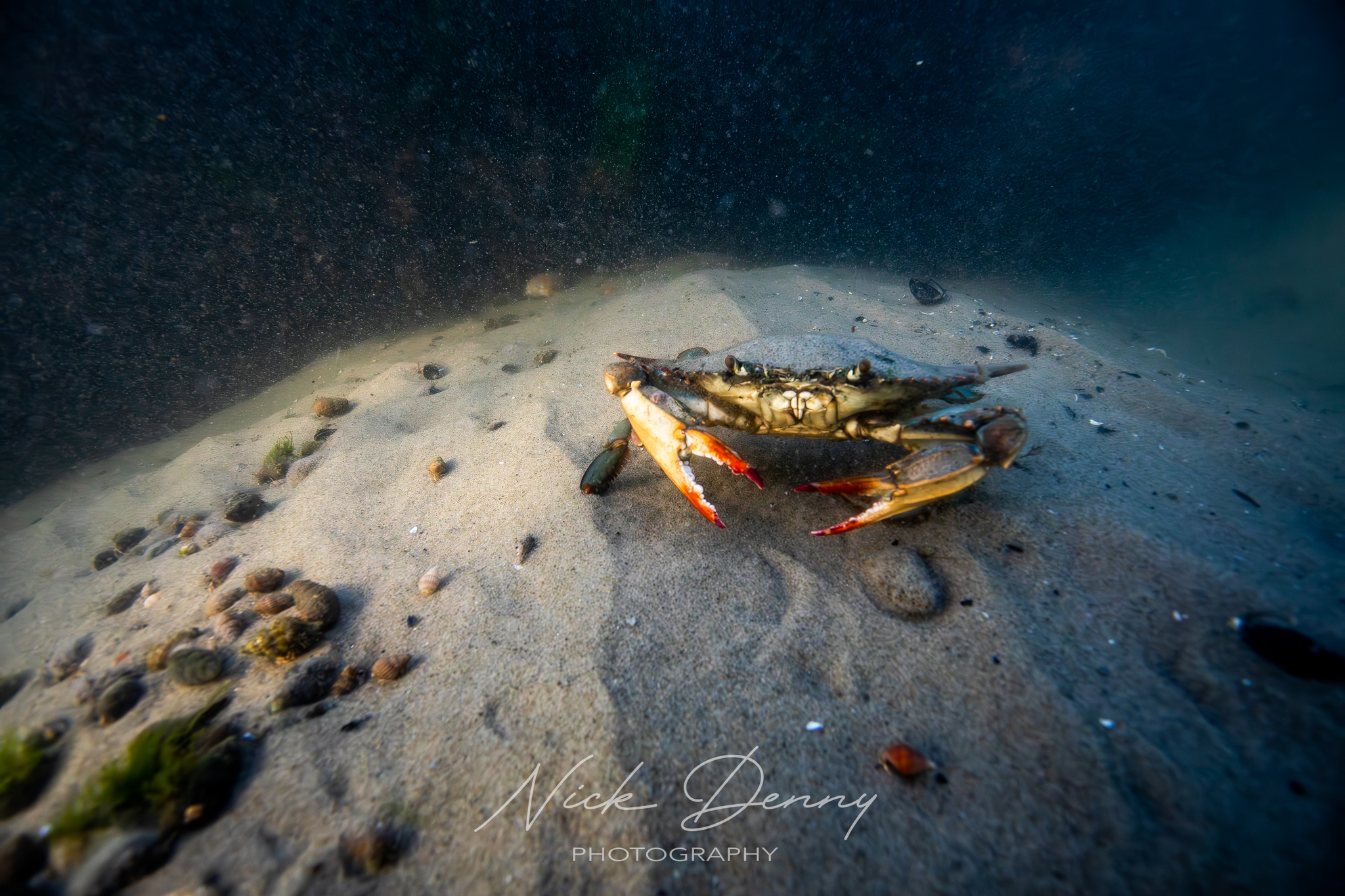 Maryland Biodiversity Project - Atlantic Blue Crab (Callinectes