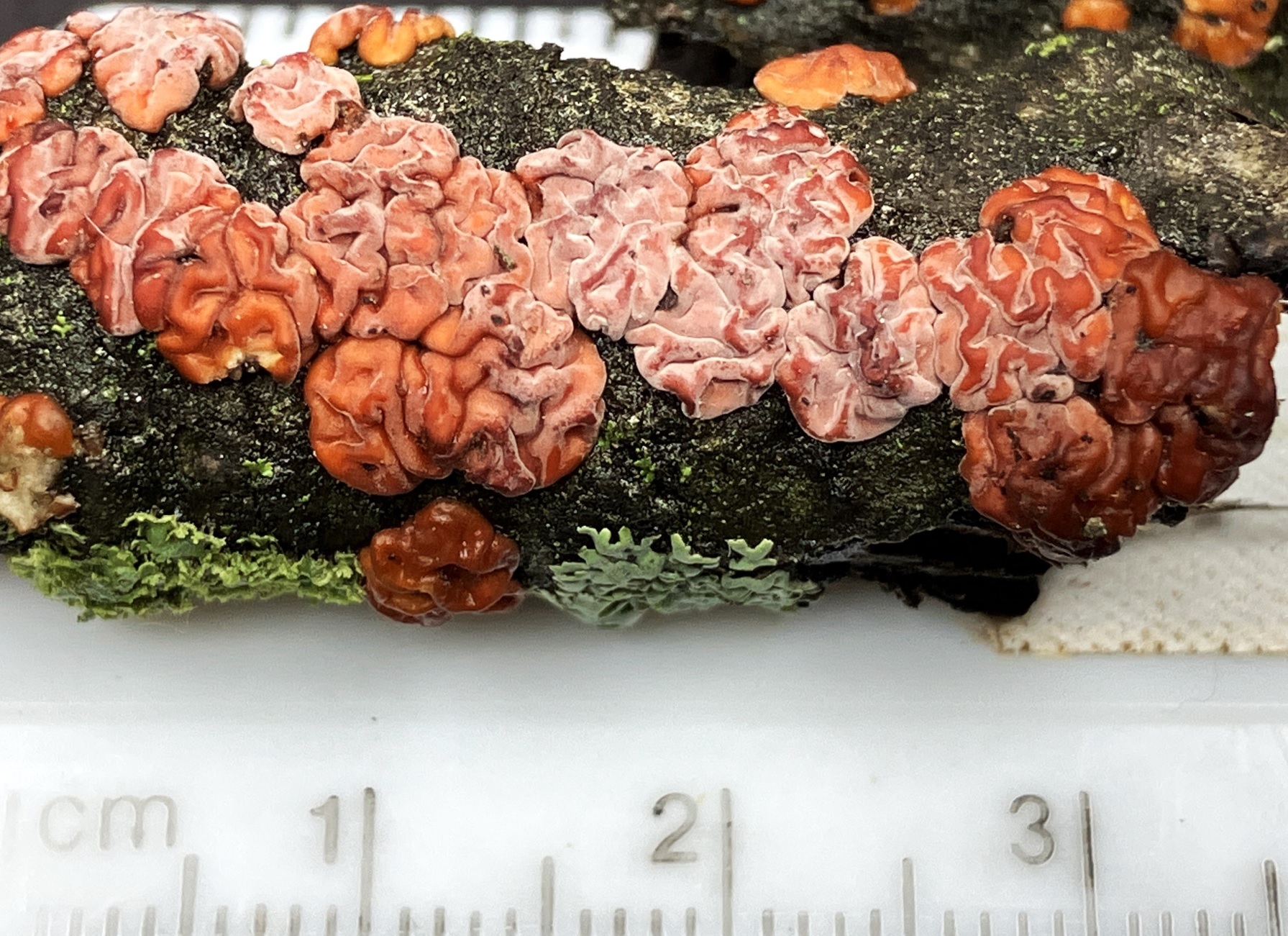 About Red Tree Brain Fungus Maryland Biodiversity Project About Red Tree Brain Fungus Maryland Biodiversity Project