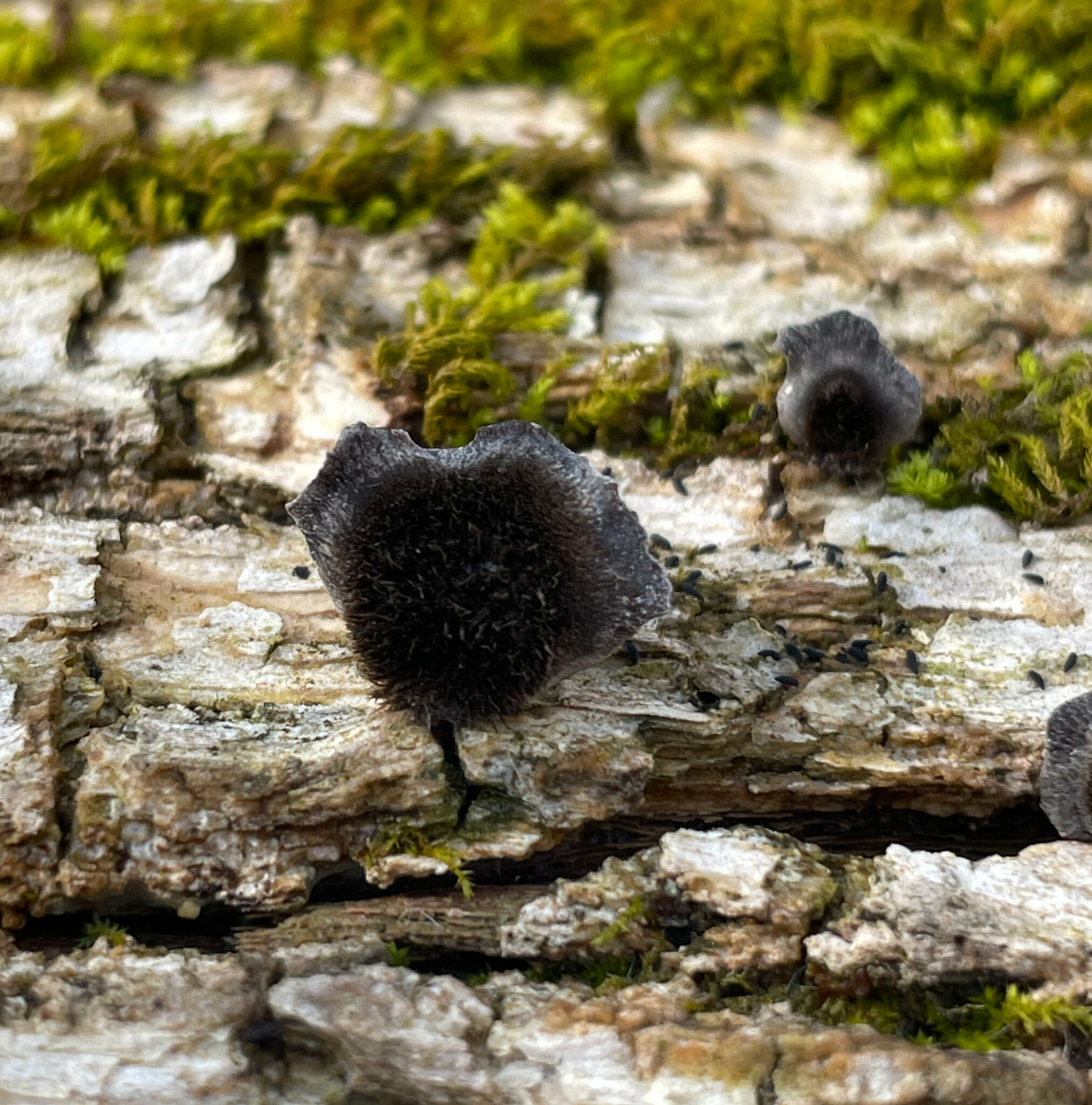 Maryland biodiversity project