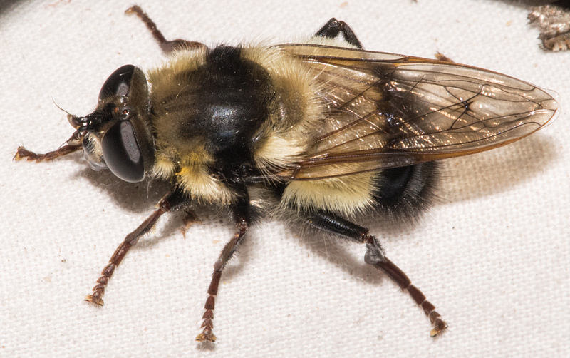 Bare-cheeked Bumble Fly