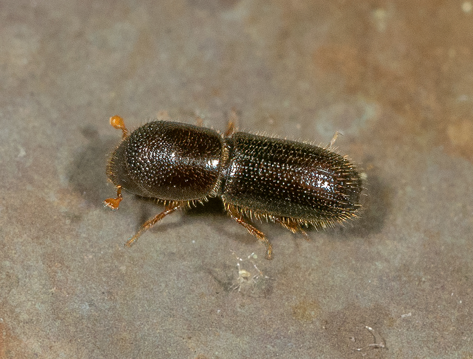 Maryland Biodiversity Project - Xyleborinus sp.