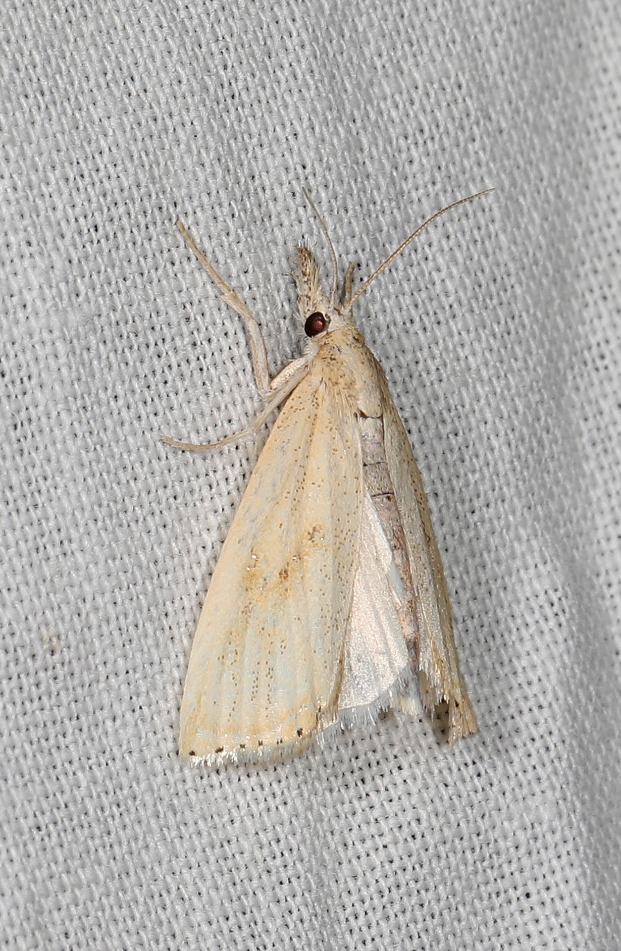 Rice Stalk Borer Moth