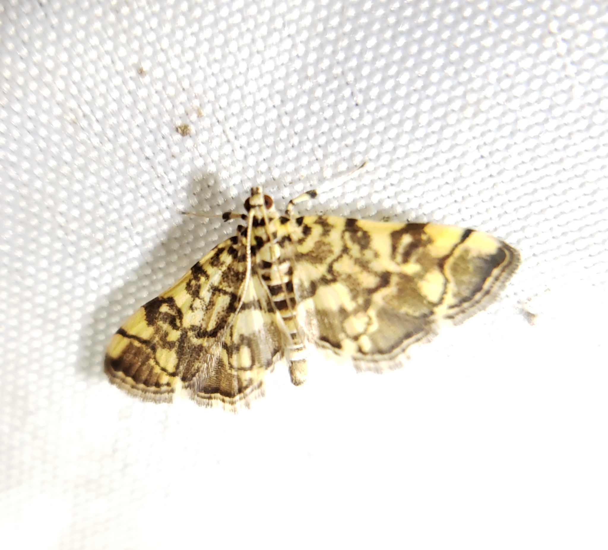 Maryland Biodiversity - View Thumbnails - Checkered Apogeshna Moth ...