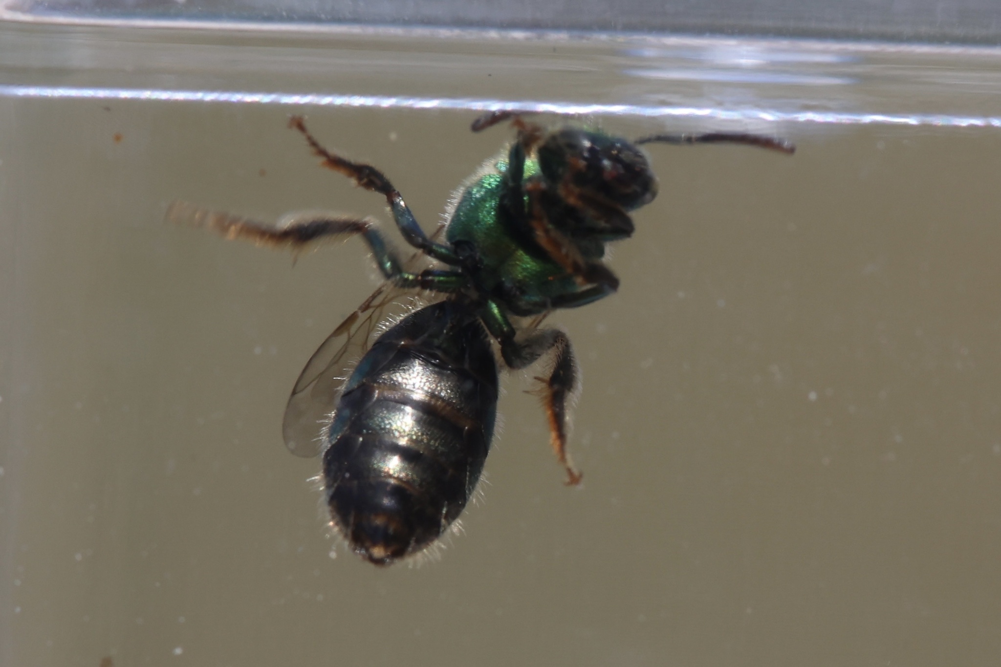 Augenstein Insects Maryland Biodiversity - View Thumbnails - No Common Name ...