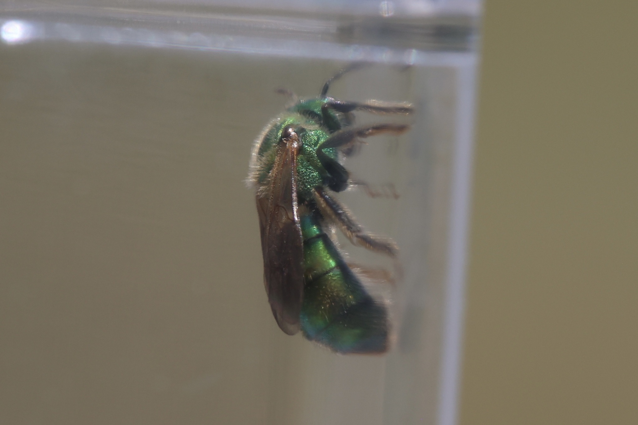 Augenstein Insects Maryland Biodiversity - View Thumbnails - No Common Name ...