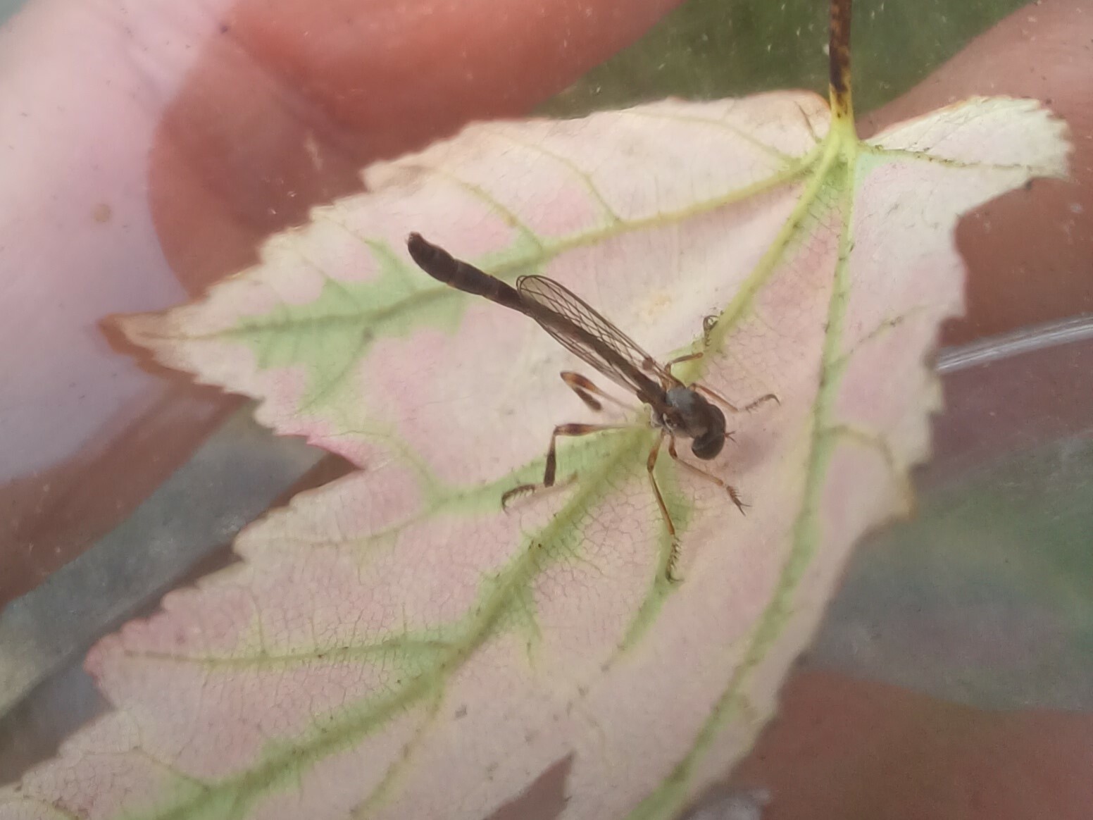 Short-horned Pixie in Frederick Co., Maryland (8/3/2023). (c) kbarylski, some rights reserved (<a rel='license' href='http://creativecommons.org/licenses/by-nc/4.0/'>CC BY-NC</a>).