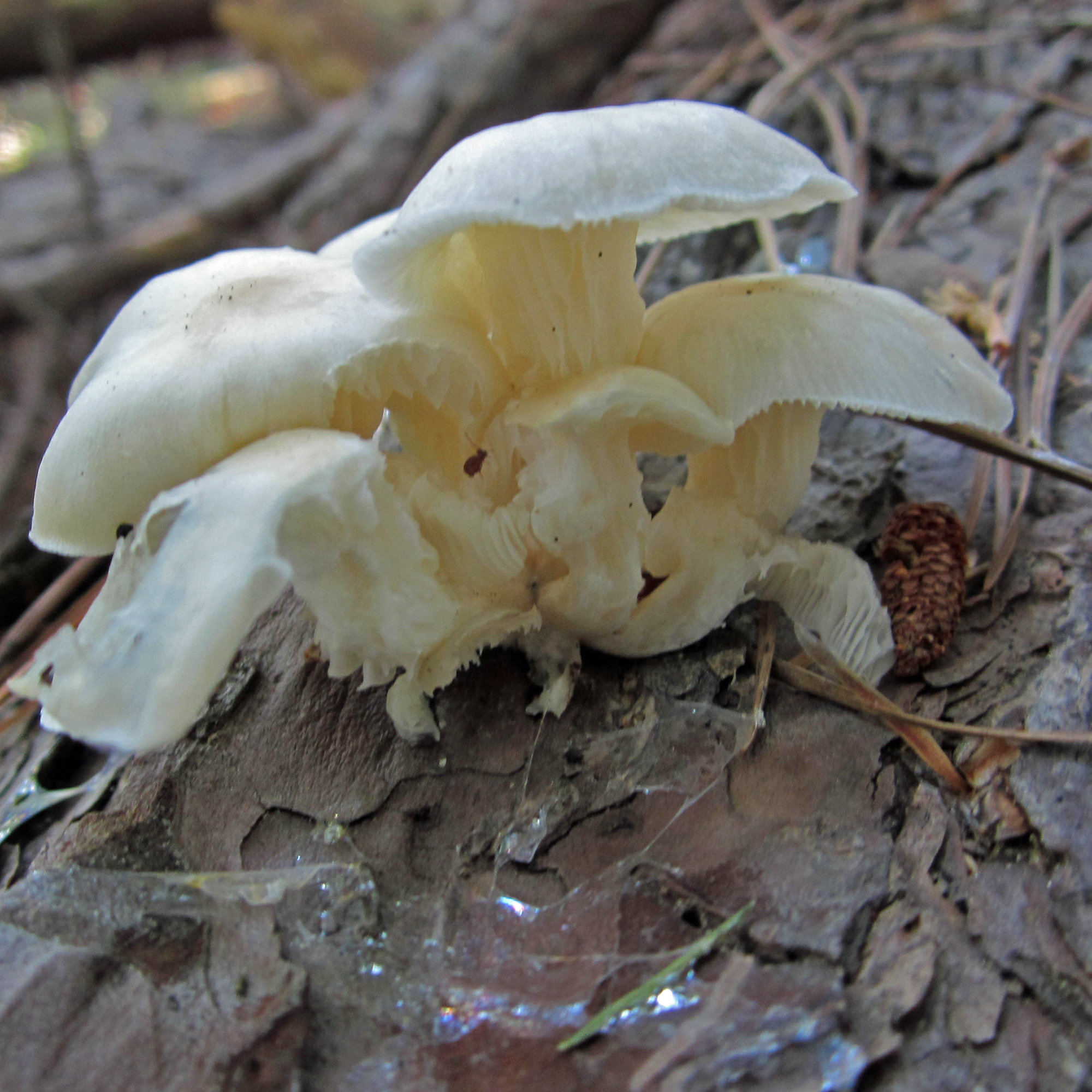 Pleurotus in Howard Co., Maryland (8/31/2012). (c) Joanne and Robert Solem, some rights reserved (<a rel='license' href='http://creativecommons.org/licenses/by-nc/4.0/'>CC BY-NC</a>).