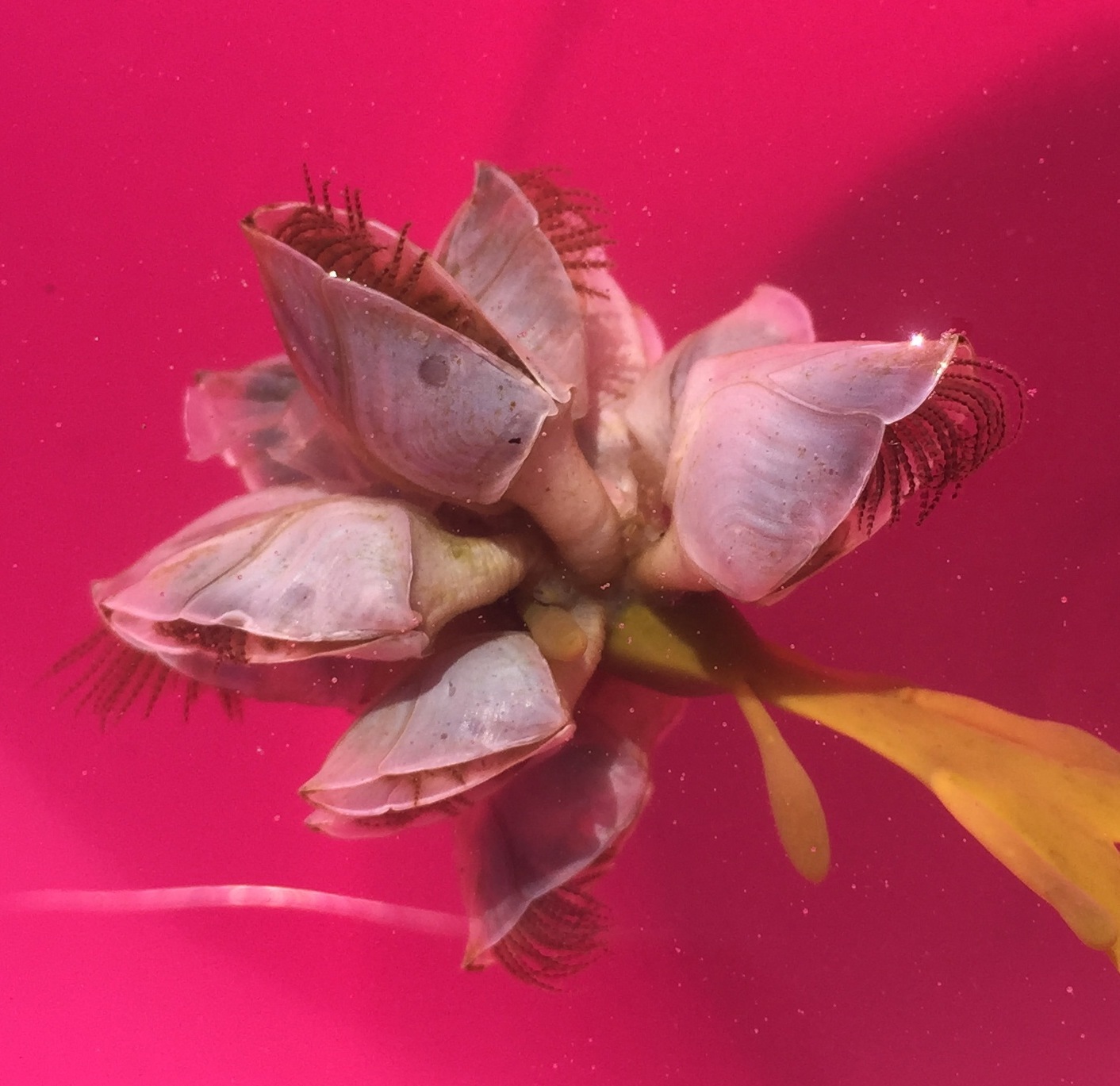 Buoy Barnacle in Worcester Co., Maryland (7/13/2018). (c) ecovore, some rights reserved (<a rel='license' href='http://creativecommons.org/licenses/by/4.0/'>CC BY</a>).