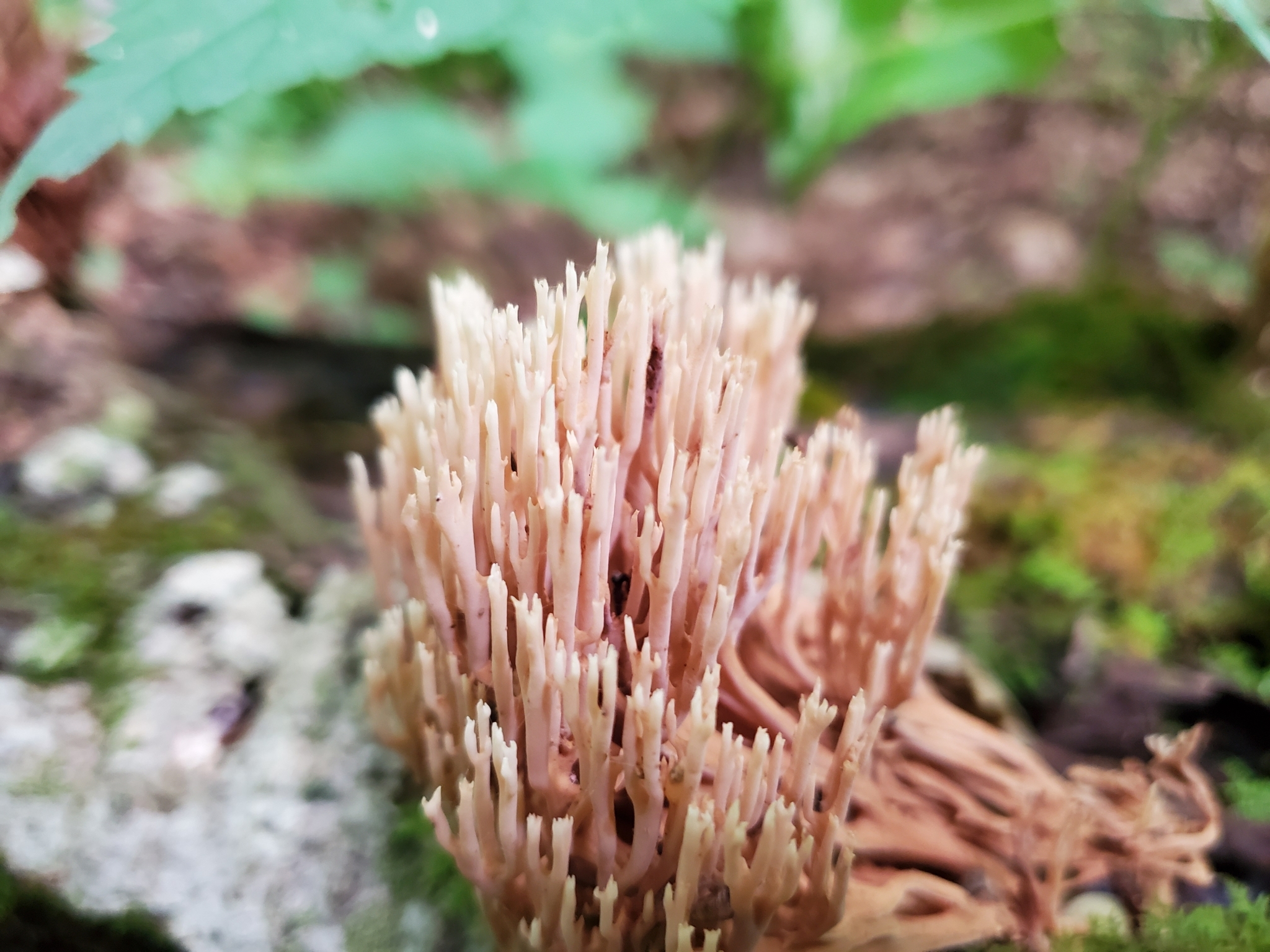 Coral Fungi in Garrett Co., Maryland (8/3/2020). (c) tomfeild, some rights reserved (<a rel='license' href='http://creativecommons.org/licenses/by-nc/4.0/'>CC BY-NC</a>).