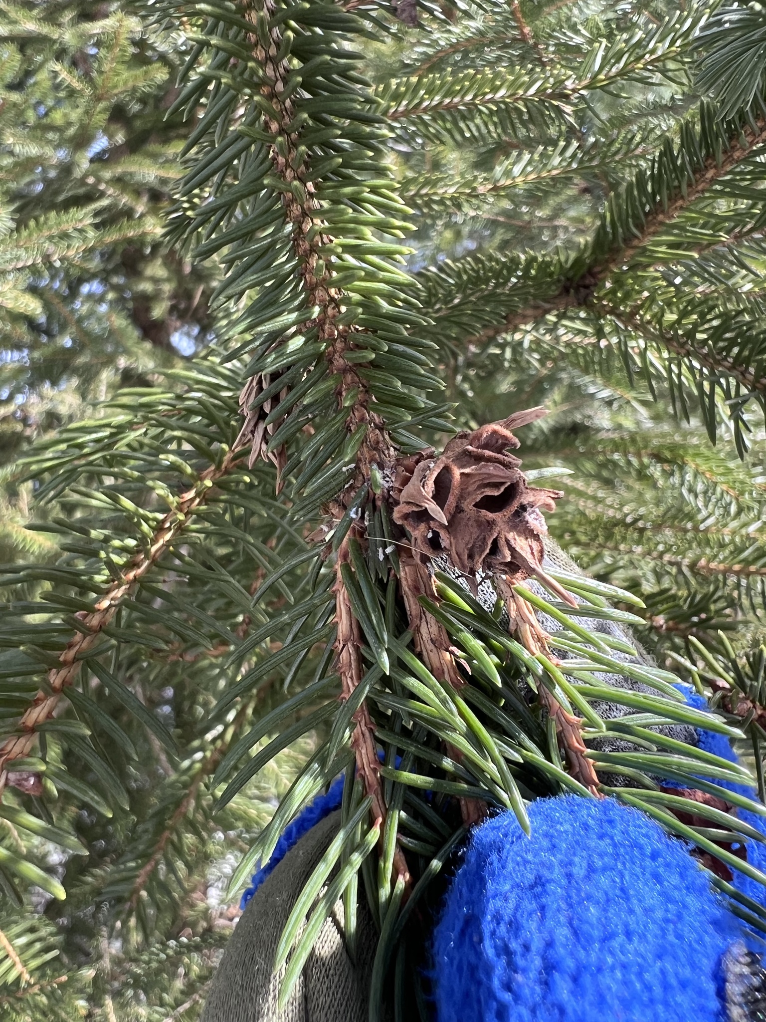 Eastern Spruce Gall Adelgid in Garrett Co., Maryland (1/30/2025). (c) Deborah E Barber, some rights reserved (<a rel='license' href='http://creativecommons.org/licenses/by-nc/4.0/'>CC BY-NC</a>).