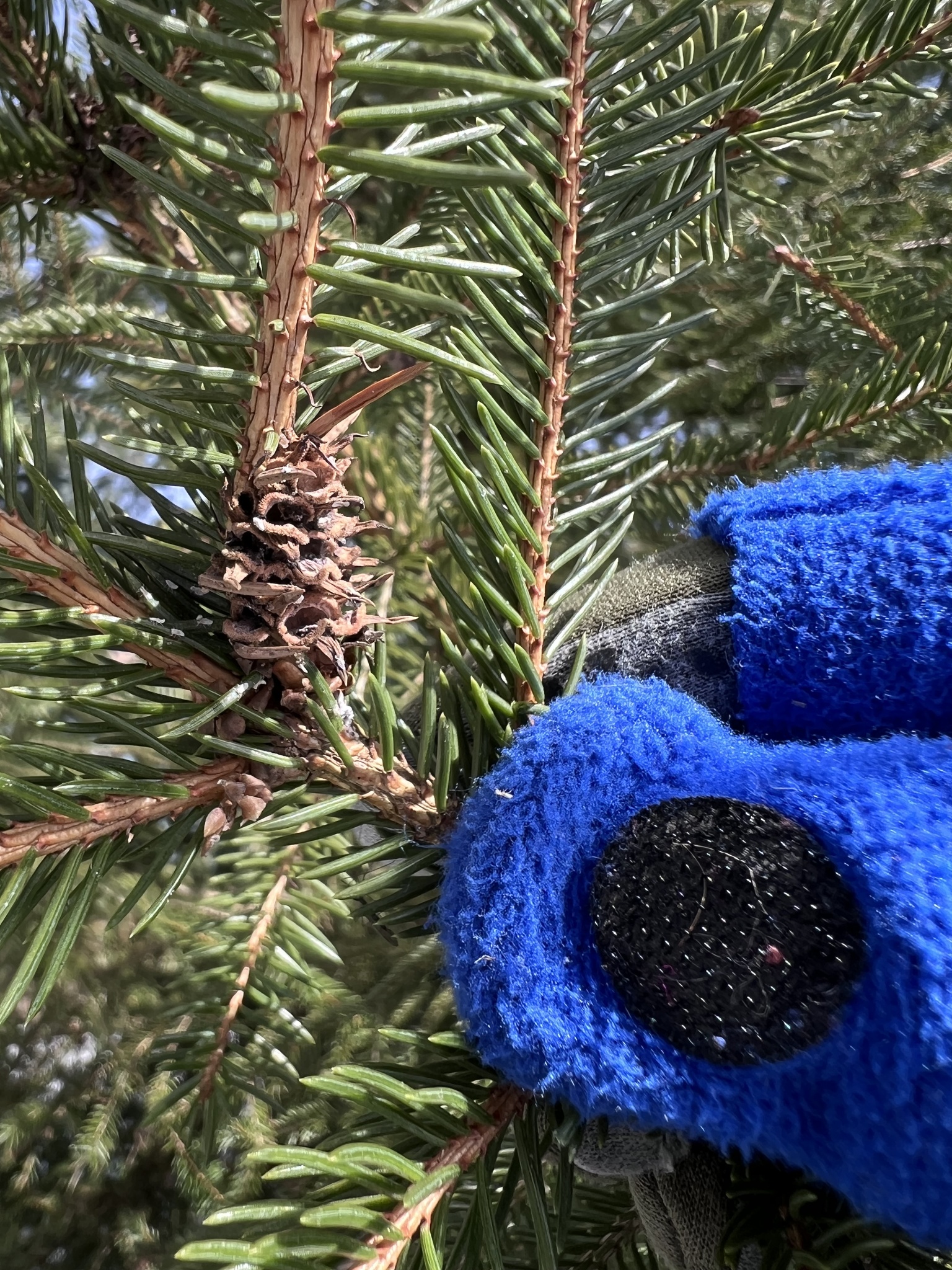 Eastern Spruce Gall Adelgid in Garrett Co., Maryland (1/30/2025). (c) Deborah E Barber, some rights reserved (<a rel='license' href='http://creativecommons.org/licenses/by-nc/4.0/'>CC BY-NC</a>).
