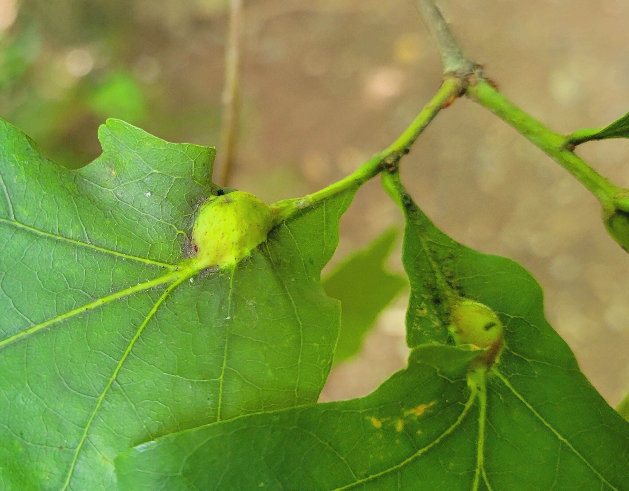 Oak Petiole Gall Wasp in Montgomery Co., Maryland (6/25/2023). (c) Matthew Beziat, some rights reserved (<a rel='license' href='http://creativecommons.org/licenses/by-nc/4.0/'>CC BY-NC</a>).