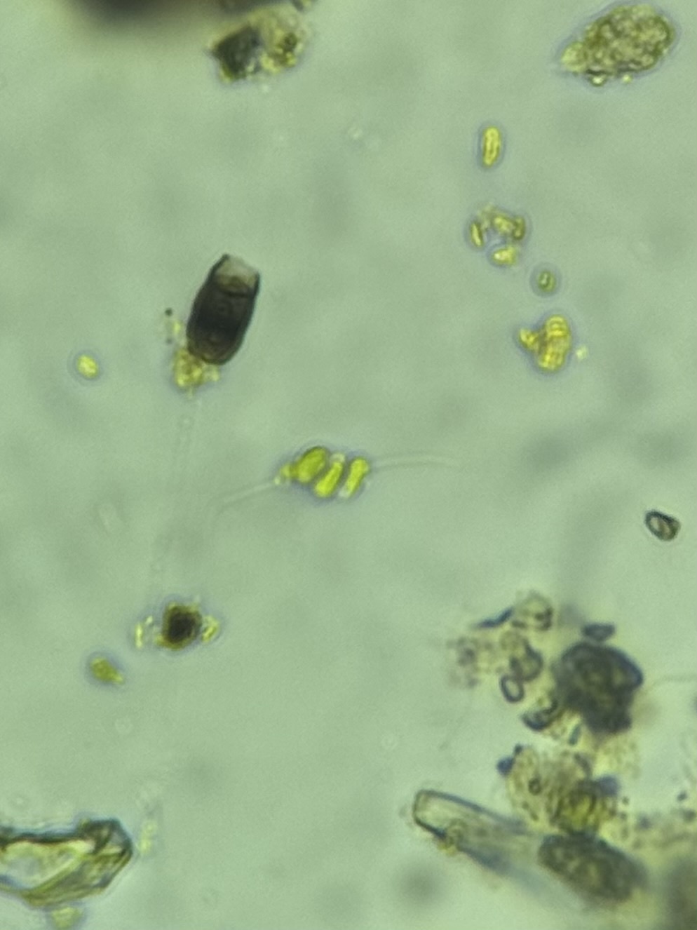 <em>Desmodesmus</em> species in Caroline Co., Maryland (9/7/2024). (c) paul dennehy, some rights reserved (<a rel='license' href='http://creativecommons.org/licenses/by-nc/4.0/'>CC BY-NC</a>).