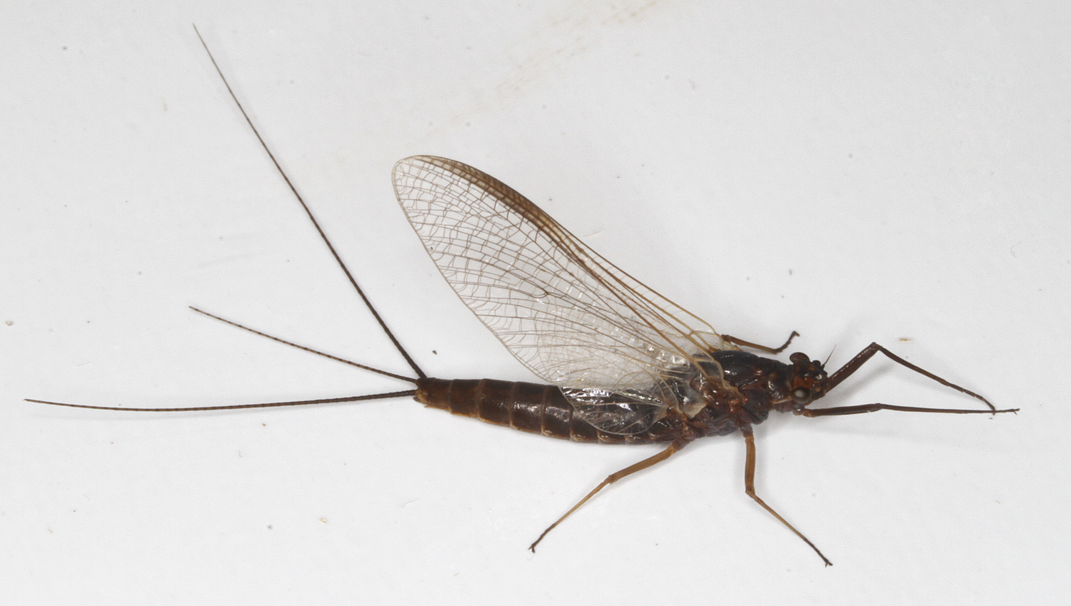 <em>Leptophlebia</em> species (female imago) in Worcester Co., Maryland (3/31/2018). Determined by Roger Rohrbeck.