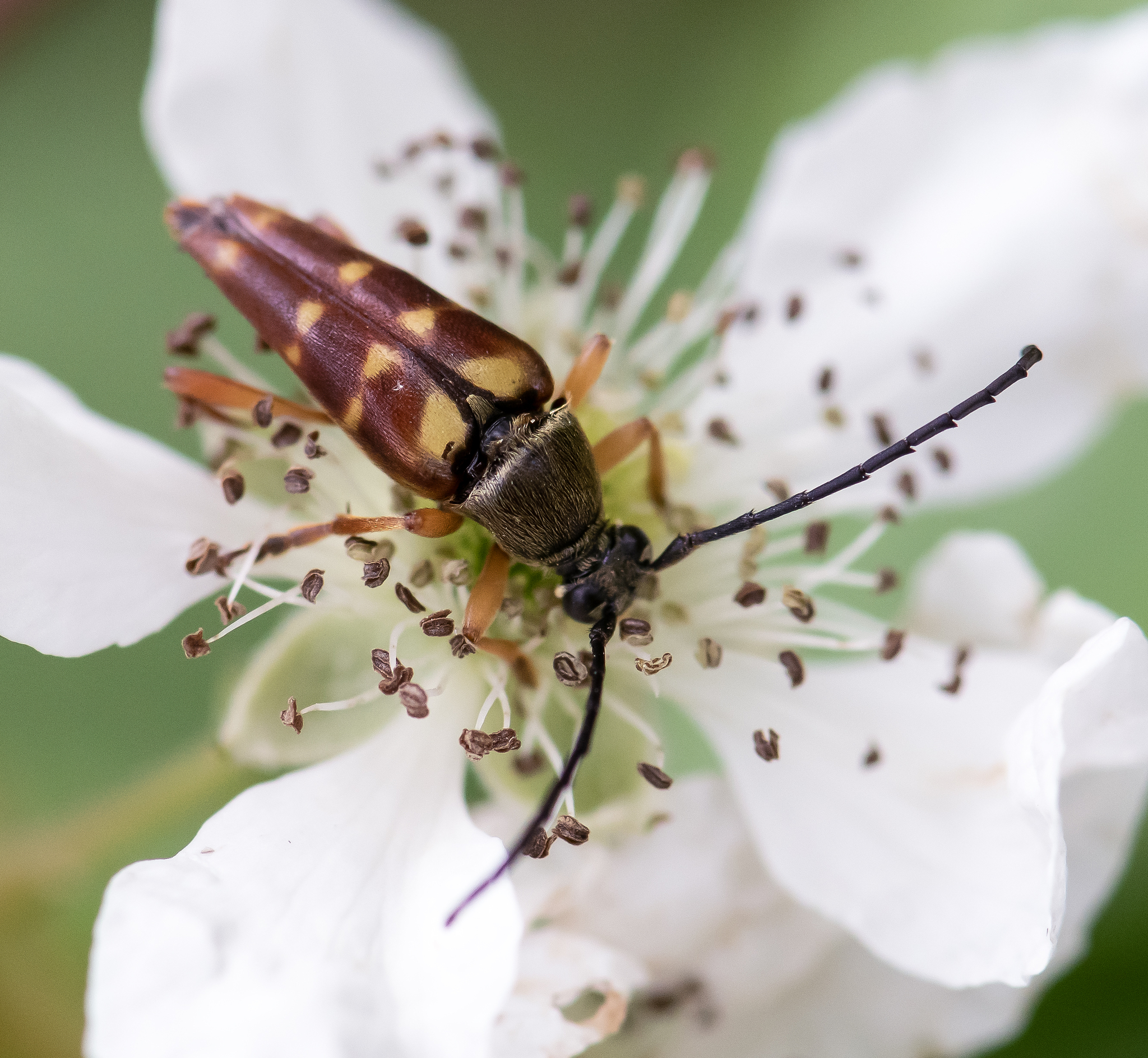 <em>Typocerus</em> species in Queen Anne's Co., Maryland (6/17/2023). (c) pcowartrickmanphoto, some rights reserved (<a rel='license' href='http://creativecommons.org/licenses/by-nc/4.0/'>CC BY-NC</a>).