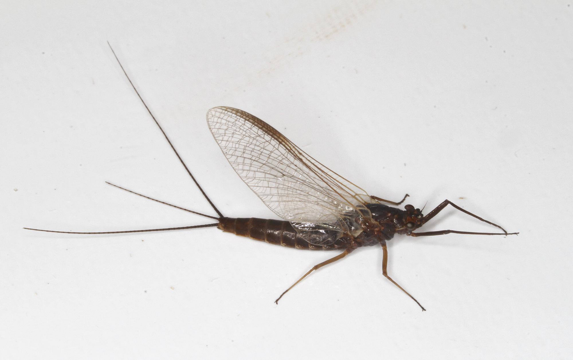 <em>Leptophlebia</em> species (female imago) in Worcester Co., Maryland (4/2/2018). Determined by Roger Rohrbeck.