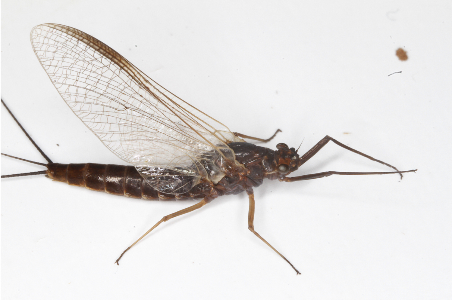 <em>Leptophlebia</em> species (female imago) in Worcester Co., Maryland (4/2/2018). Determined by Roger Rohrbeck.