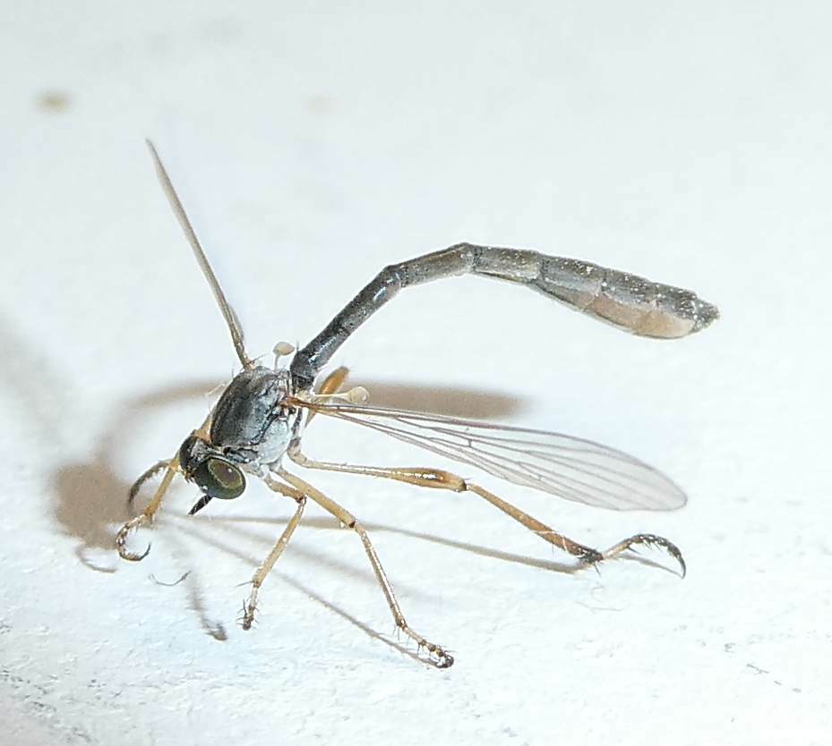 Yellow-legged Pixie in Carroll Co., Maryland (6/19/2024). (c) bugologist2, some rights reserved (<a rel='license' href='http://creativecommons.org/licenses/by-nc/4.0/'>CC BY-NC</a>).