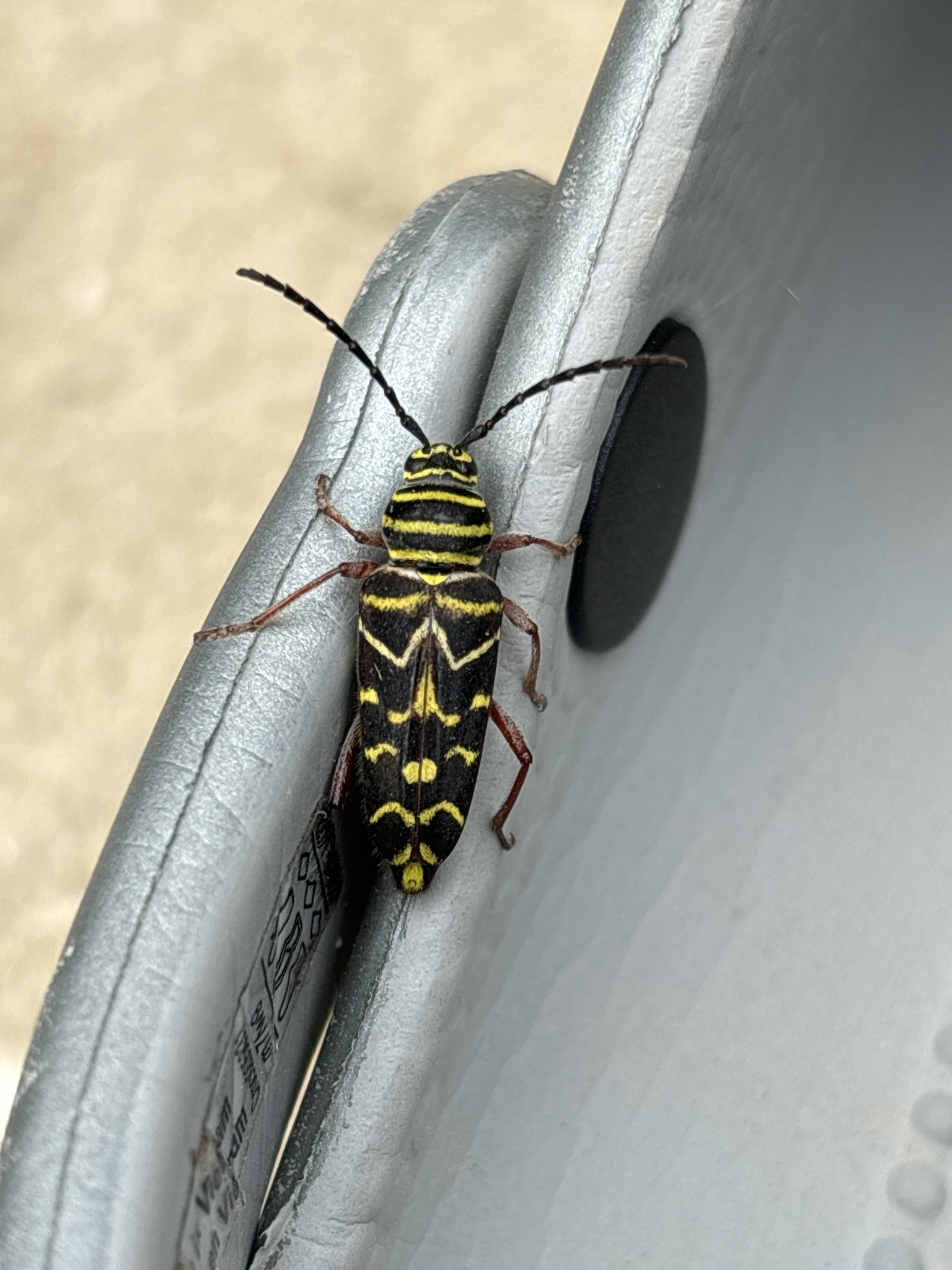 Hickory Borer in Calvert Co., Maryland (4/27/2024). (c) Libby Witham, some rights reserved (<a rel='license' href='http://creativecommons.org/licenses/by-nc/4.0/'>CC BY-NC</a>).