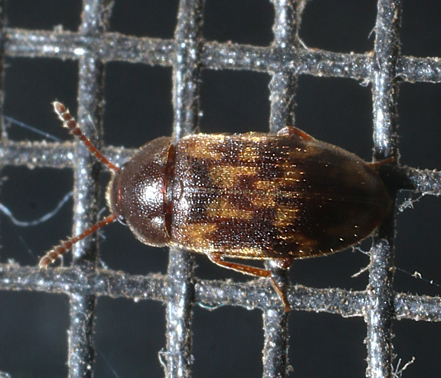 Multi-spotted Hairy Fungus Beetle in St. Mary's Co., Maryland (2/16/2023). (c) jtylerbell, some rights reserved (<a rel='license' href='http://creativecommons.org/licenses/by-nc/4.0/'>CC BY-NC</a>).