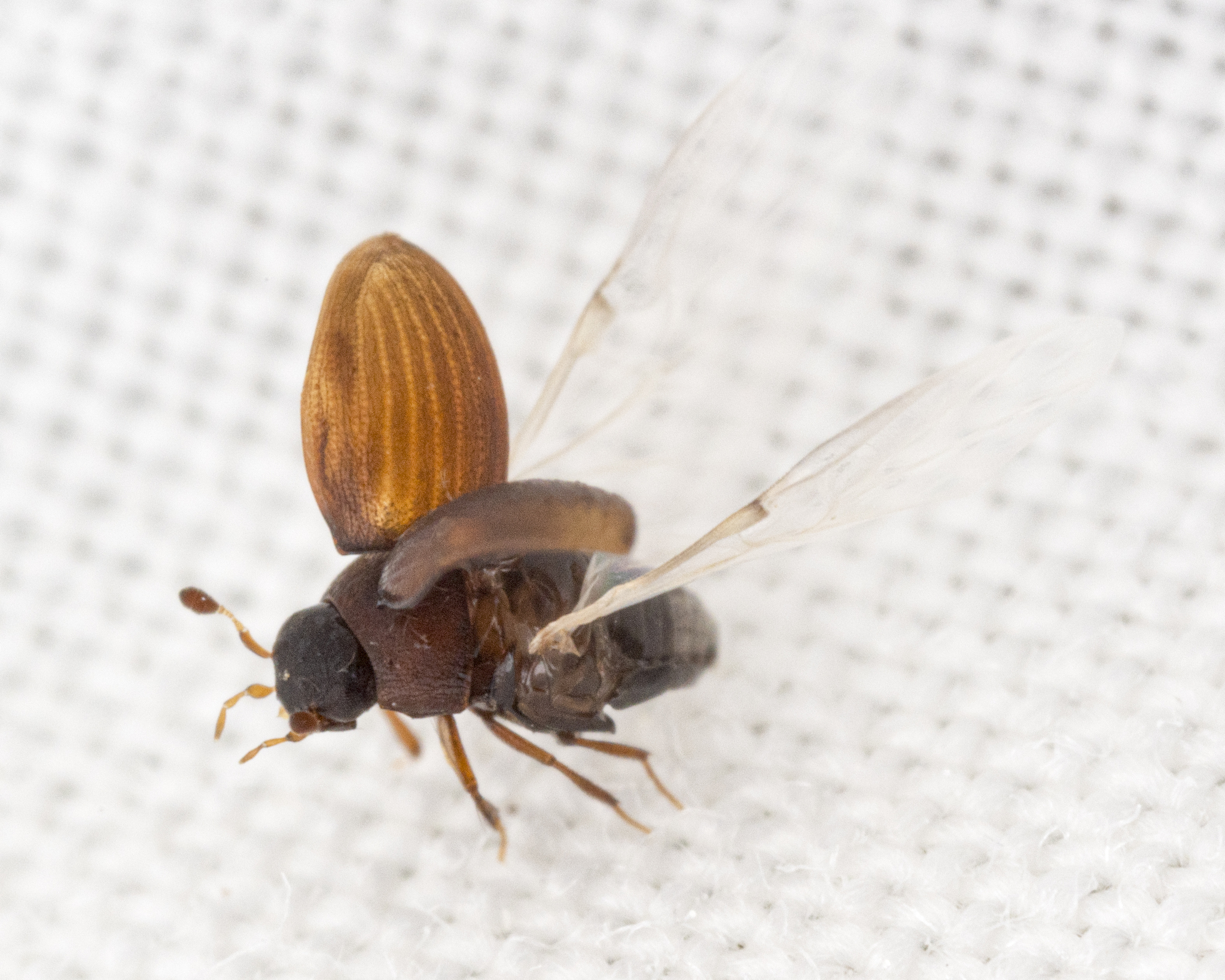 <em>Cryptopleurum</em> species in Allegany Co., Maryland (6/1/2024). (c) solomon v. hendrix, some rights reserved (<a rel='license' href='http://creativecommons.org/licenses/by-nc/4.0/'>CC BY-NC</a>).