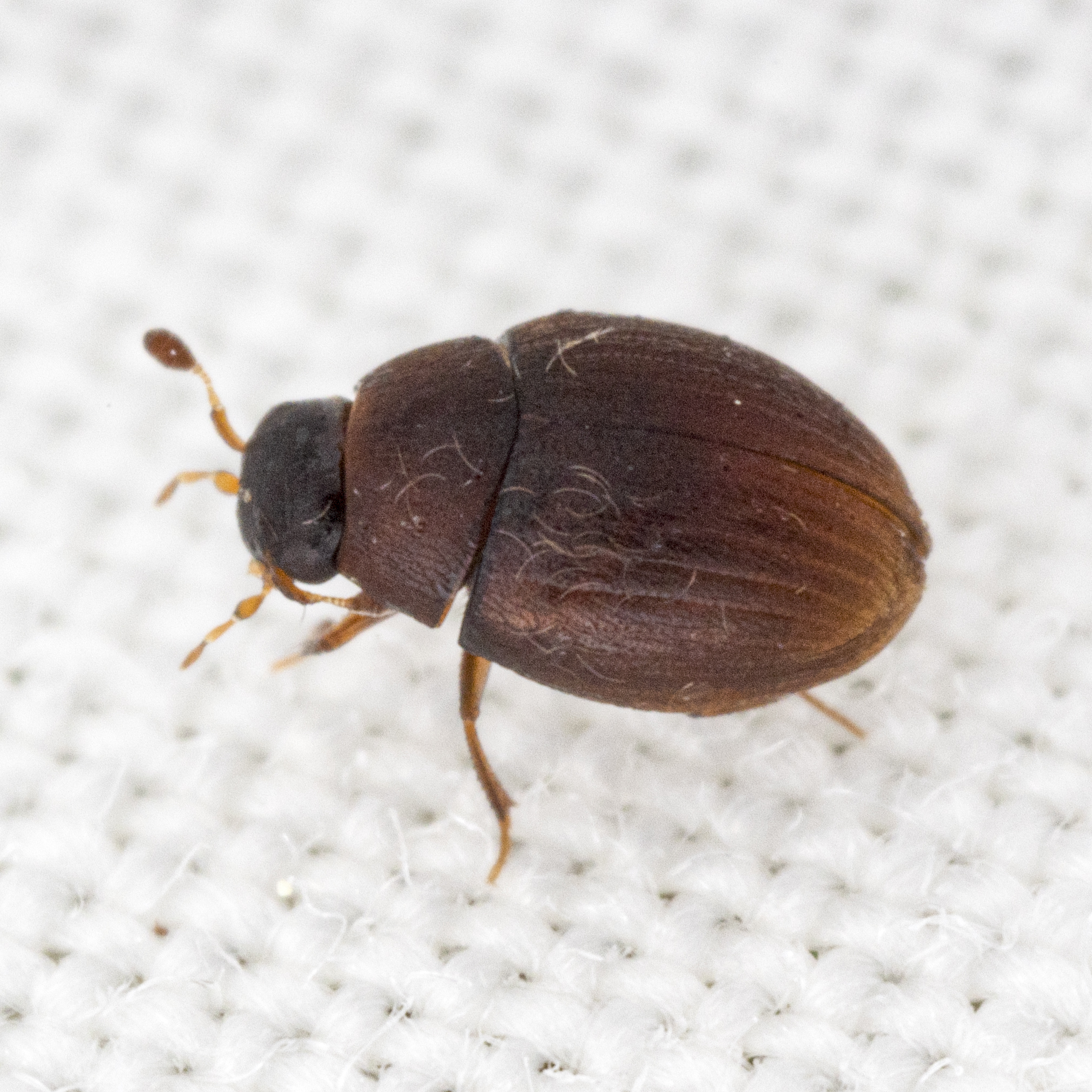 <em>Cryptopleurum</em> species in Allegany Co., Maryland (6/1/2024). (c) solomon v. hendrix, some rights reserved (<a rel='license' href='http://creativecommons.org/licenses/by-nc/4.0/'>CC BY-NC</a>).
