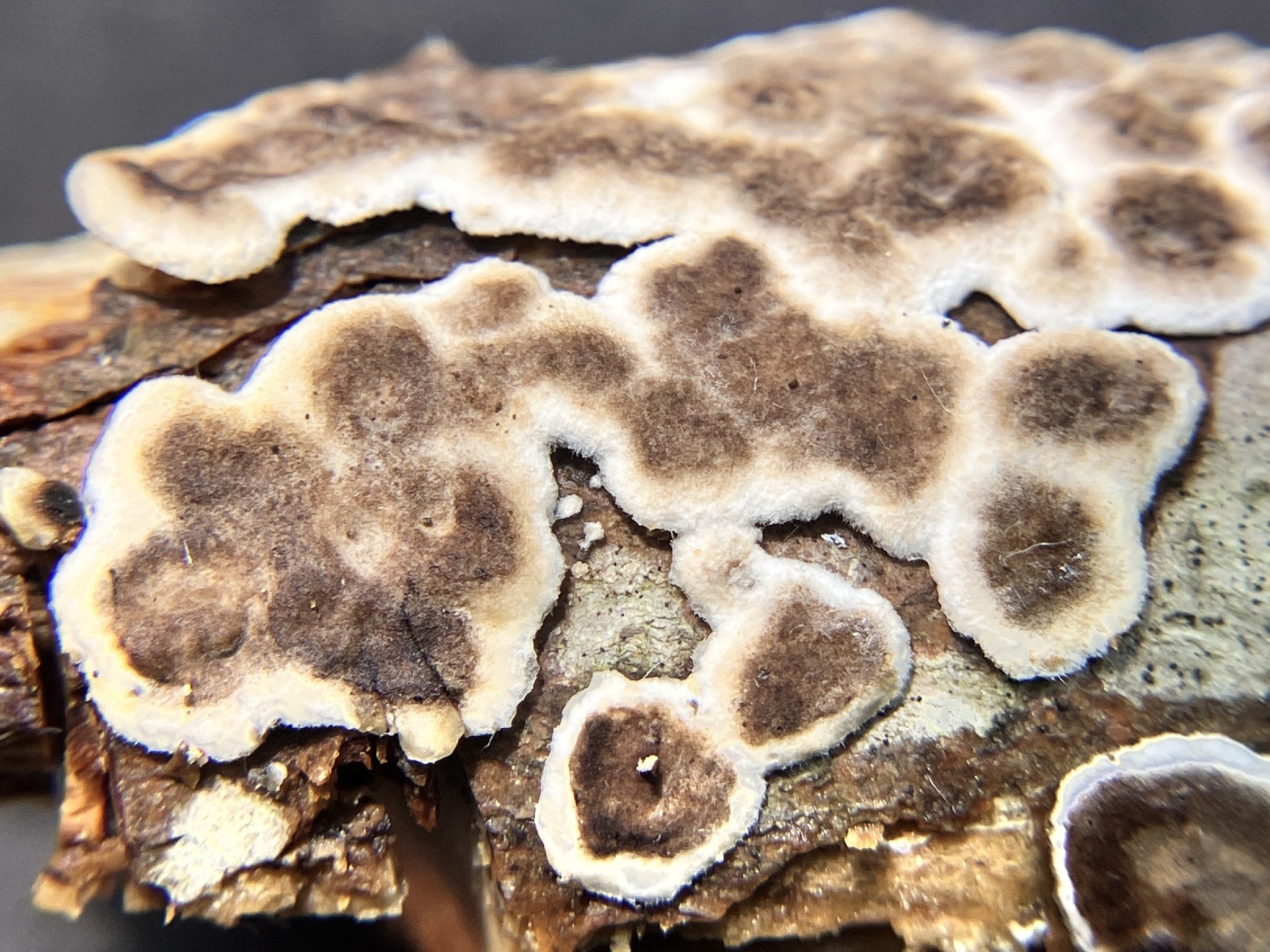 About Giraffe Spots - Maryland Biodiversity Project