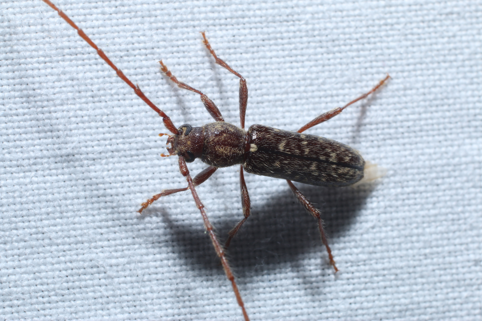 <em>Anelaphus pumilus</em> in St. Mary's Co., Maryland (5/8/2023). (c) jtylerbell, some rights reserved (<a rel='license' href='http://creativecommons.org/licenses/by-nc/4.0/'>CC BY-NC</a>).