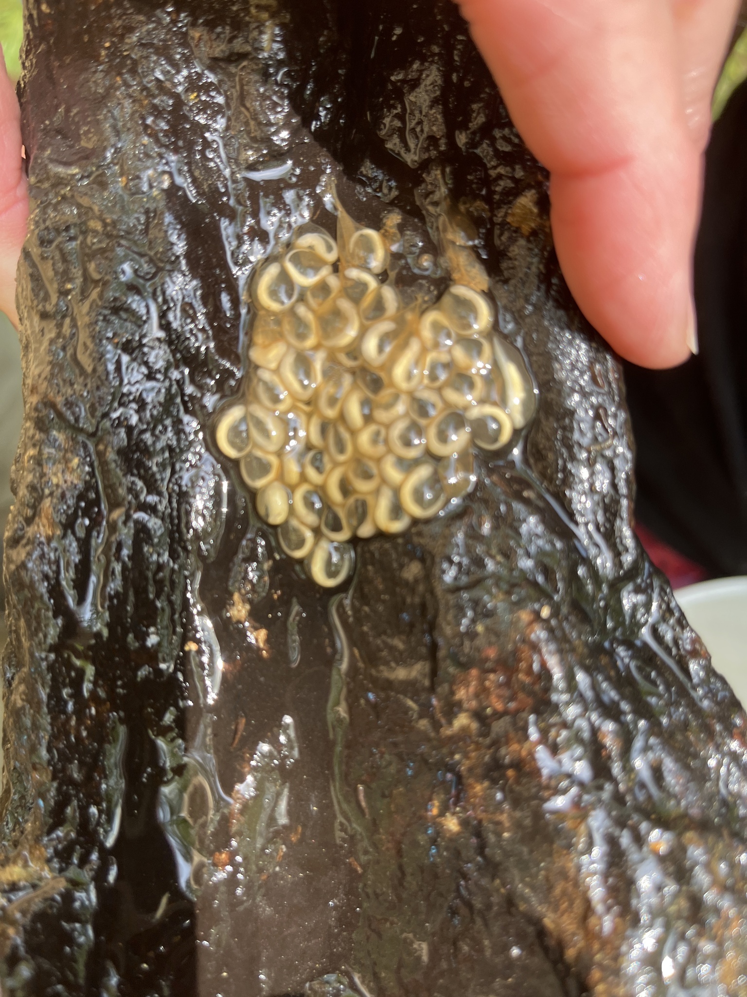 Record #1382757 Details - Maryland Biodiversity Project