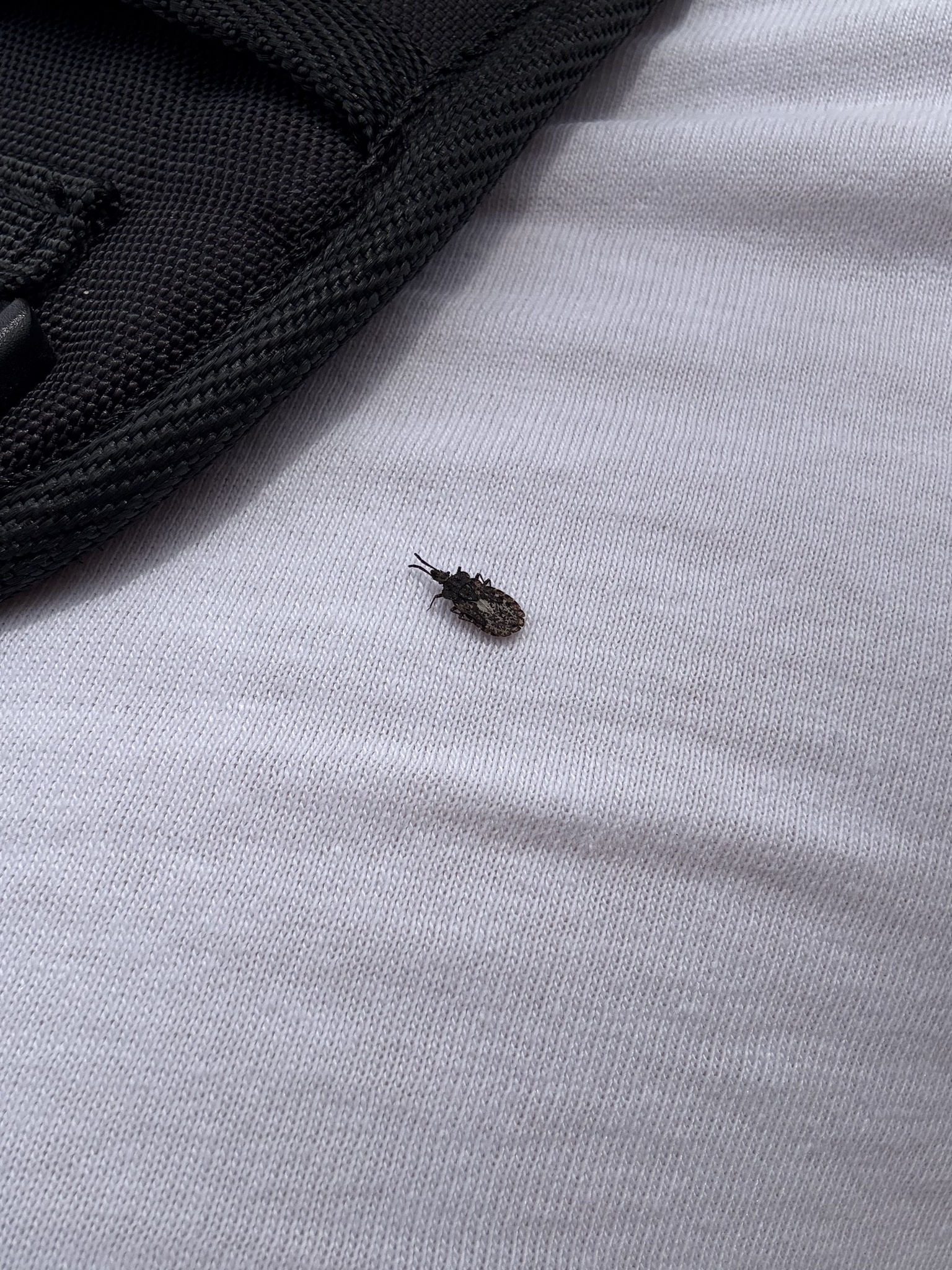 Media of Aradus inornatus - Maryland Biodiversity Project