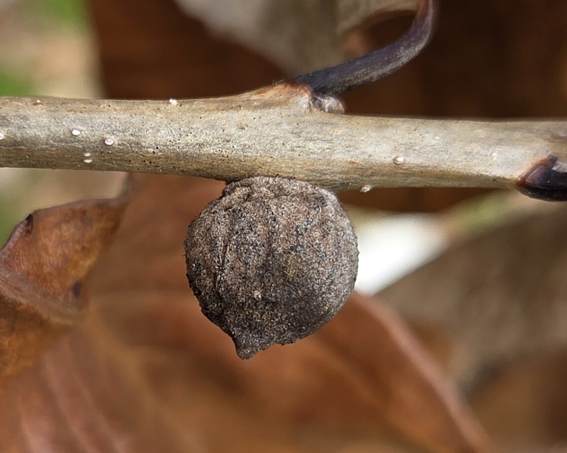 Oak Rough Bulletgall Wasp in Kent Co., Maryland (3/29/2025). (c) Matthew Beziat, some rights reserved (<a rel='license' href='http://creativecommons.org/licenses/by-nc/4.0/'>CC BY-NC</a>).
