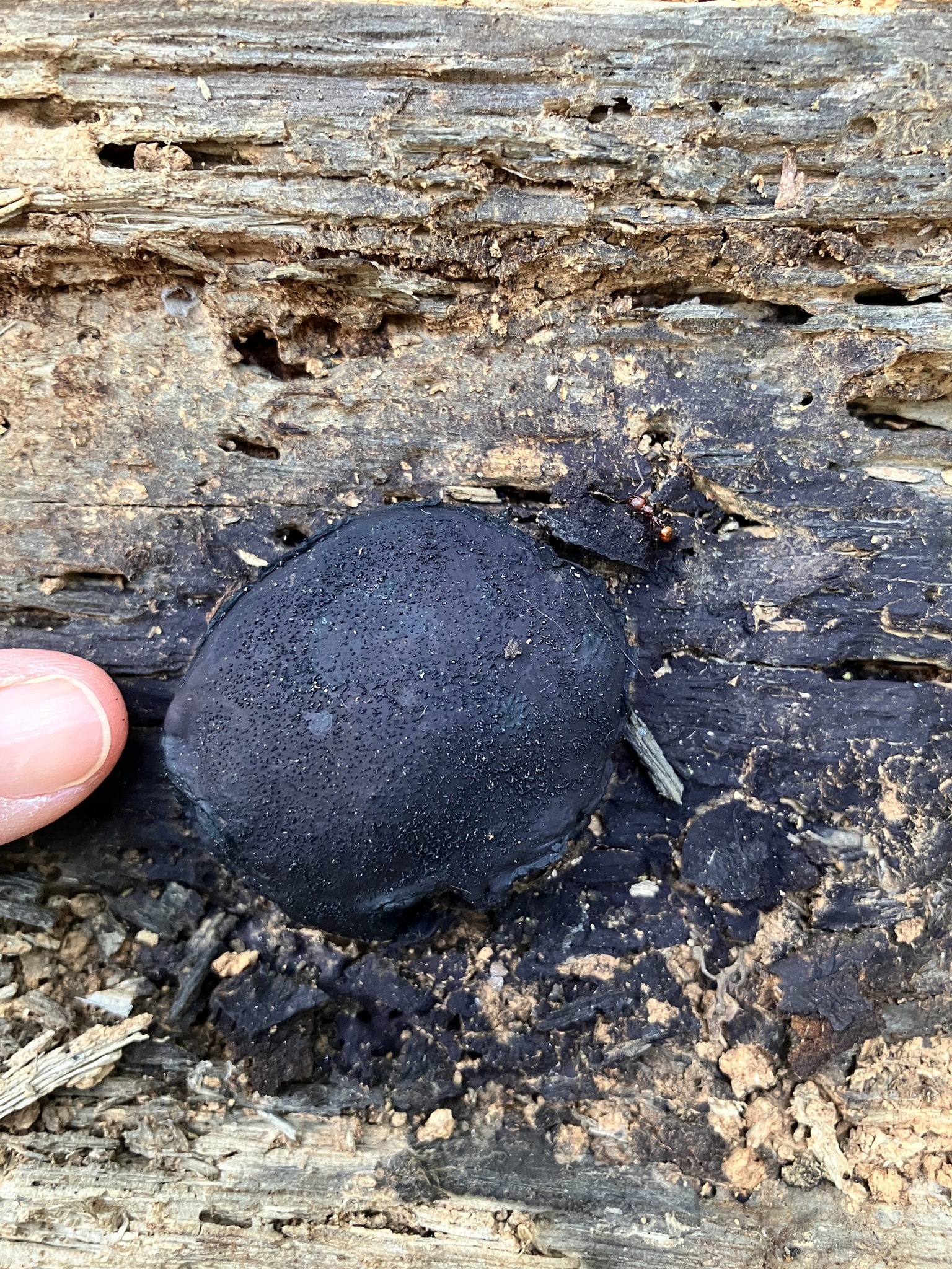 <em>Camarops petersii</em> in Maryland (Date obscured). (c) Cindi Fitzgerald, some rights reserved (<a rel='license' href='http://creativecommons.org/licenses/by-nc/4.0/'>CC BY-NC</a>).