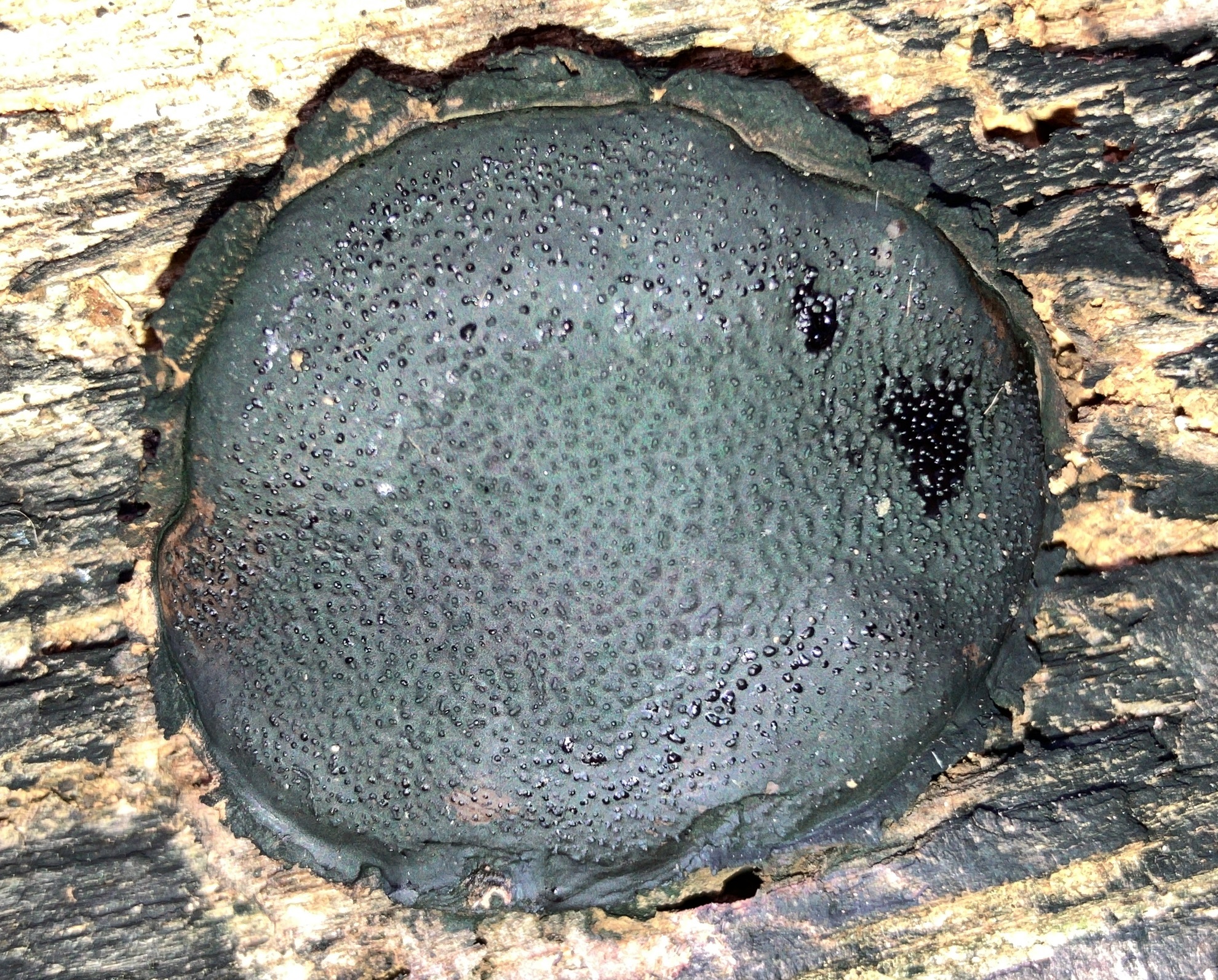 <em>Camarops petersii</em> in Maryland (Date obscured). (c) Cindi Fitzgerald, some rights reserved (<a rel='license' href='http://creativecommons.org/licenses/by-nc/4.0/'>CC BY-NC</a>).