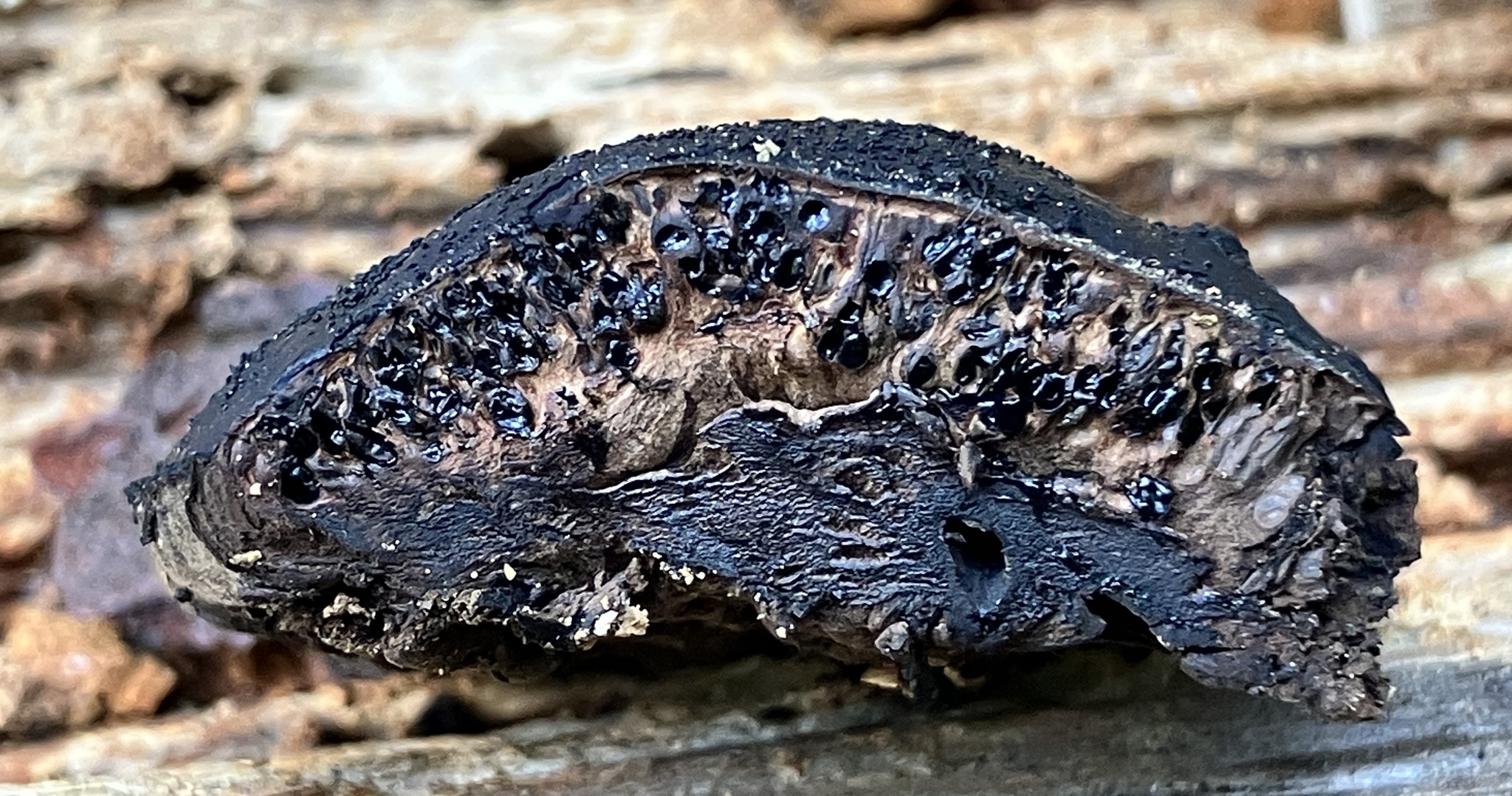 <em>Camarops petersii</em> in Maryland (Date obscured). (c) Cindi Fitzgerald, some rights reserved (<a rel='license' href='http://creativecommons.org/licenses/by-nc/4.0/'>CC BY-NC</a>).