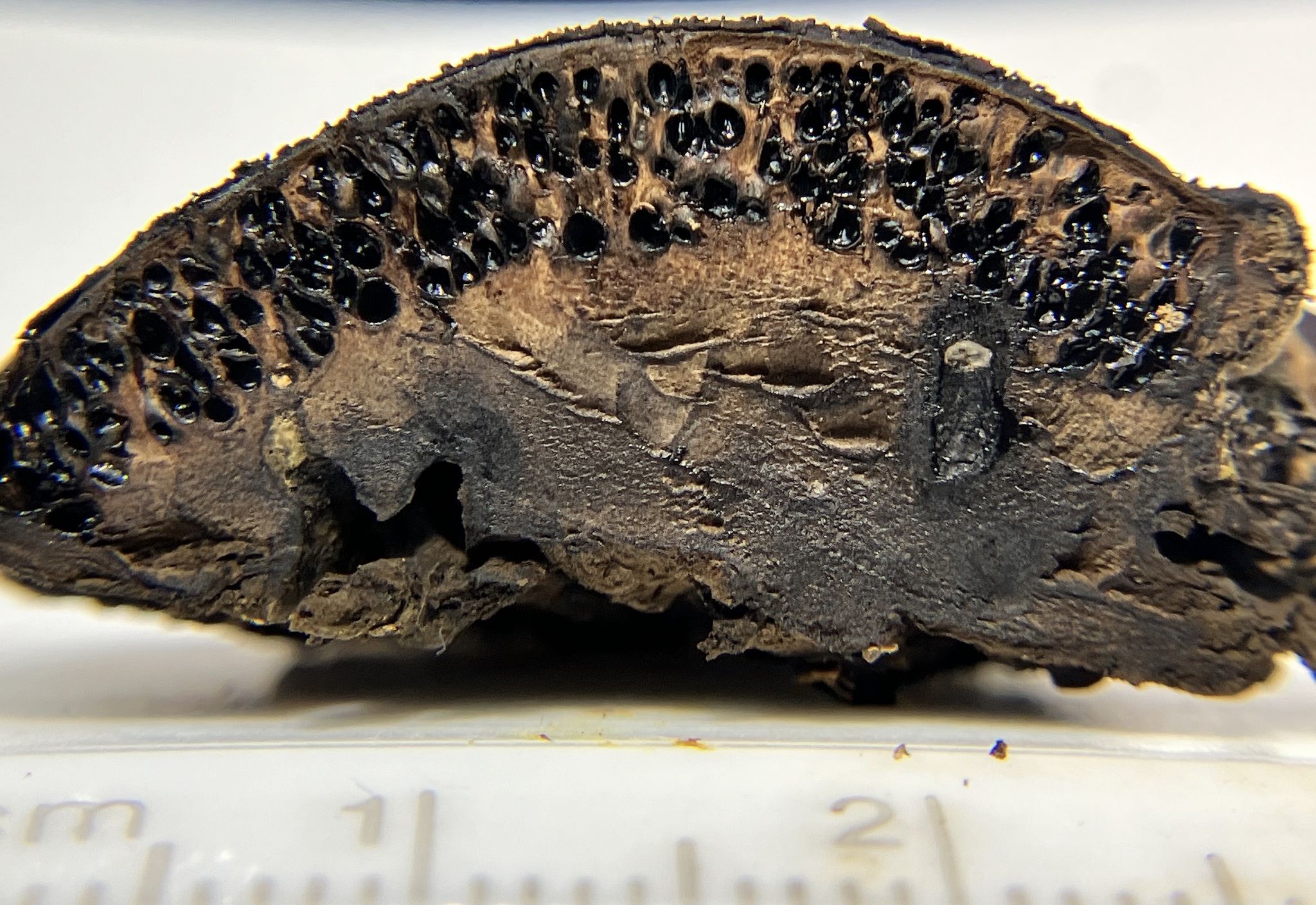 <em>Camarops petersii</em> in Maryland (Date obscured). (c) Cindi Fitzgerald, some rights reserved (<a rel='license' href='http://creativecommons.org/licenses/by-nc/4.0/'>CC BY-NC</a>).