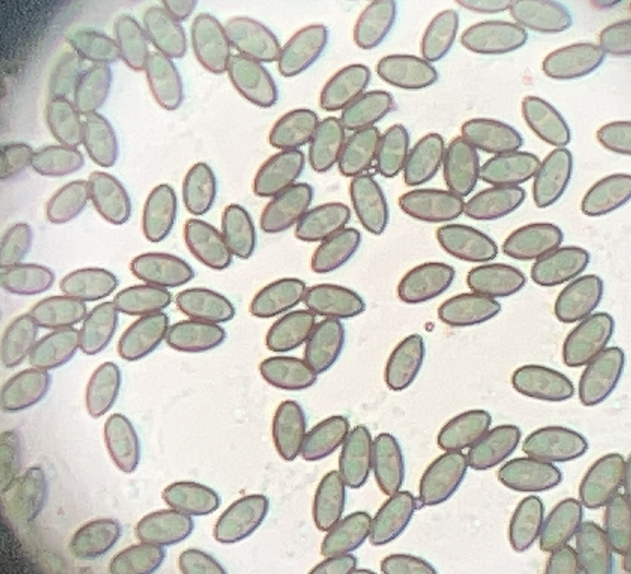 Spores of <em>Camarops petersii</em> in Maryland (Date obscured). (c) Cindi Fitzgerald, some rights reserved (<a rel='license' href='http://creativecommons.org/licenses/by-nc/4.0/'>CC BY-NC</a>).