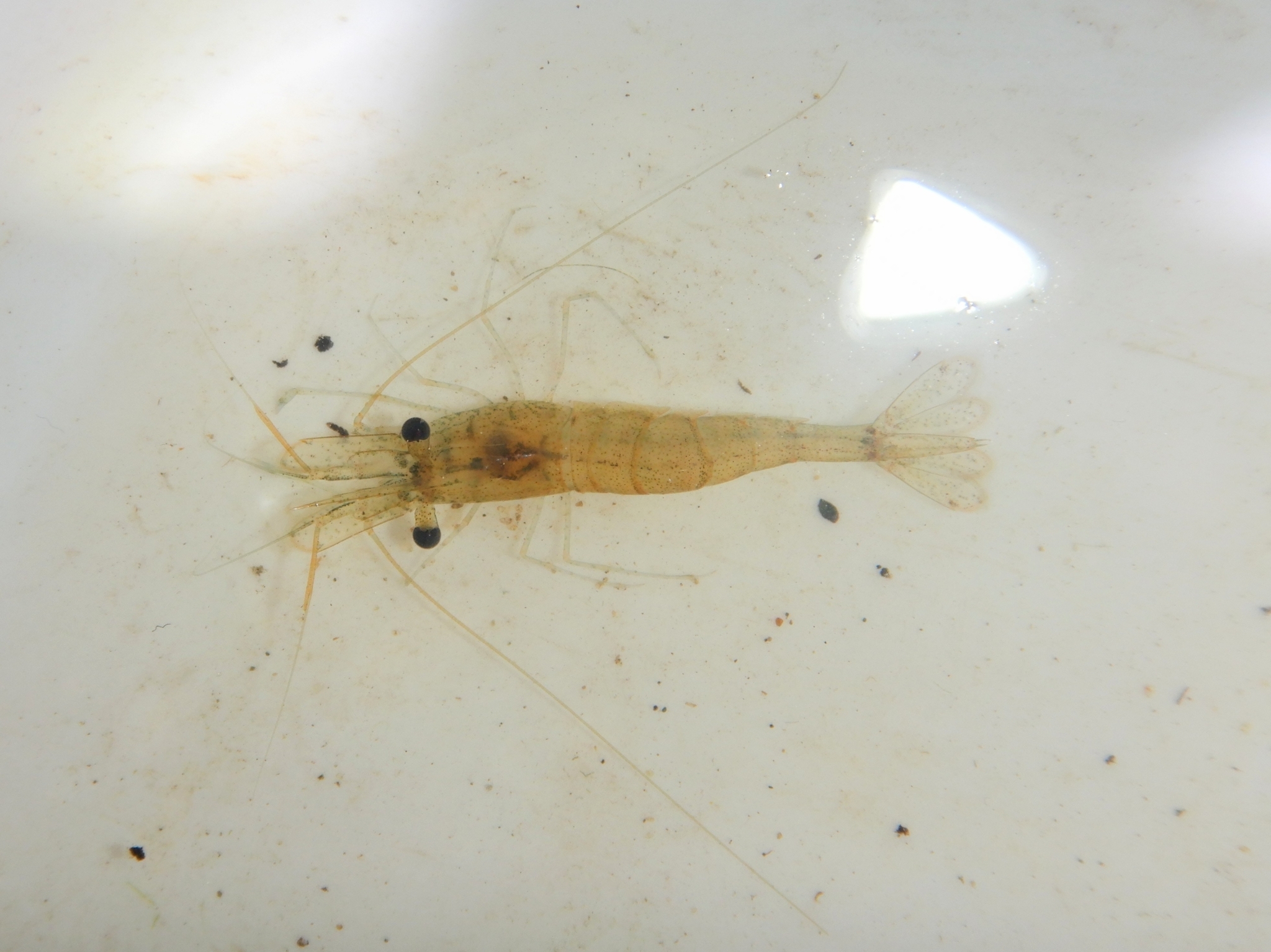 Riverine Grass Shrimp in Queen Anne's Co., Maryland (3/29/2025). (c) Drew, some rights reserved (<a rel='license' href='http://creativecommons.org/licenses/by-nc/4.0/'>CC BY-NC</a>).