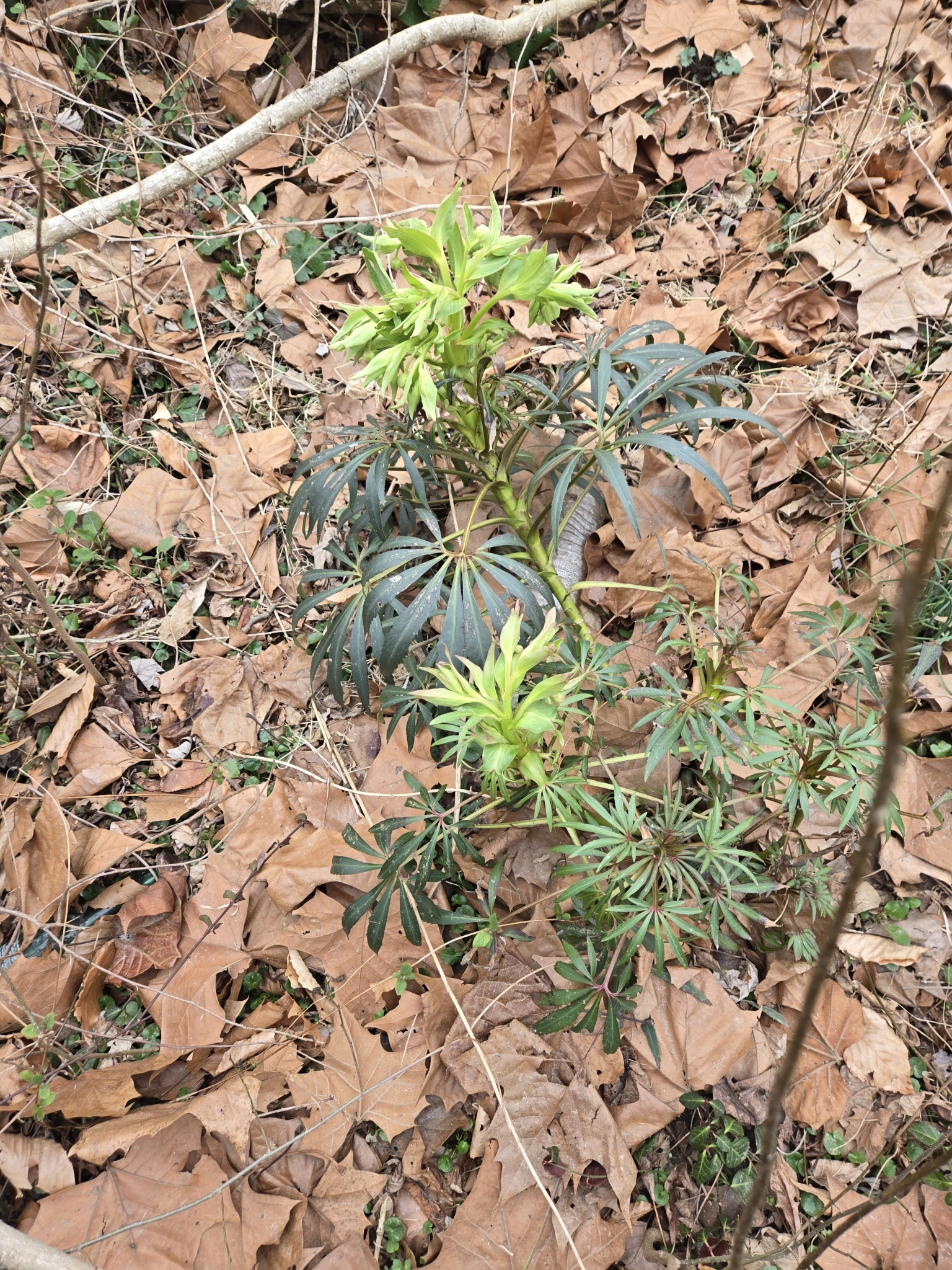 Stinking Hellebore in Prince George's Co., Maryland (2/28/2025). (c) kwixted0, some rights reserved (<a rel='license' href='http://creativecommons.org/licenses/by-nc/4.0/'>CC BY-NC</a>).