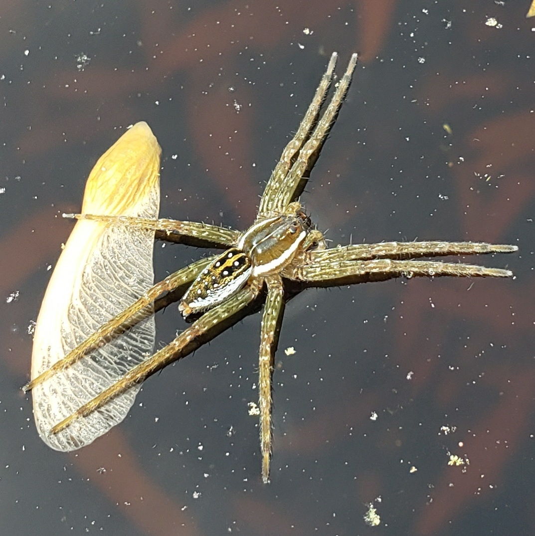 About Six-spotted Fishing Spider - Maryland Biodiversity Project