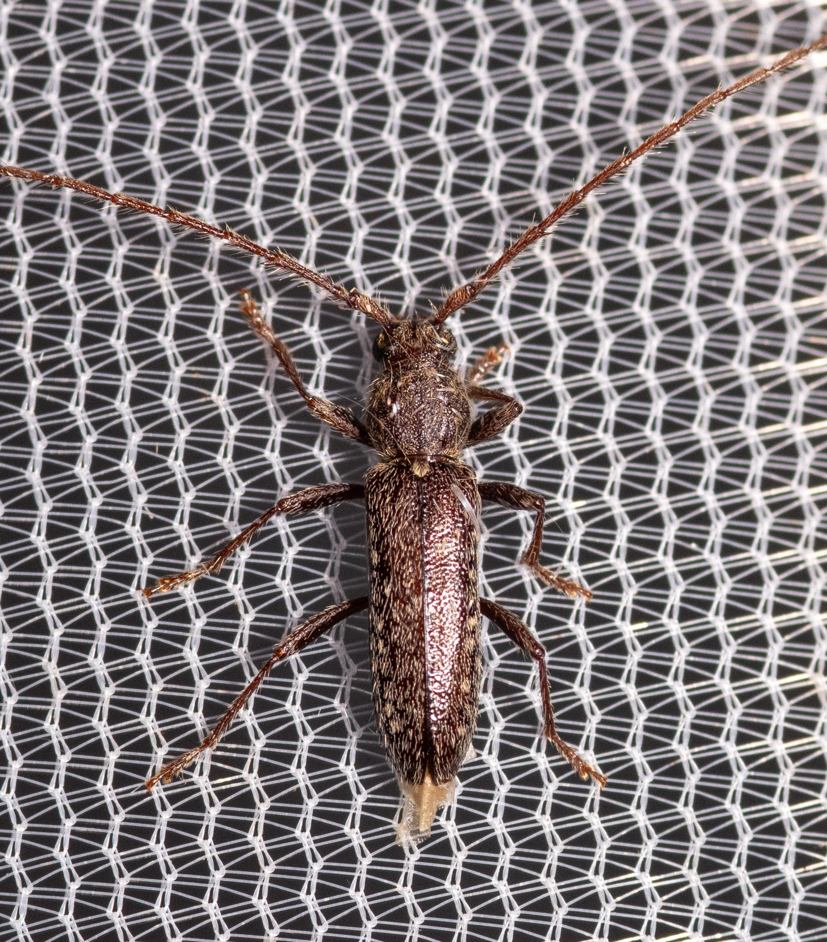<em>Anelaphus pumilus</em> in Washington Co., Maryland (4/18/2025). (c) Mark Etheridge, some rights reserved (<a rel='license' href='http://creativecommons.org/licenses/by-nc/4.0/'>CC BY-NC</a>).