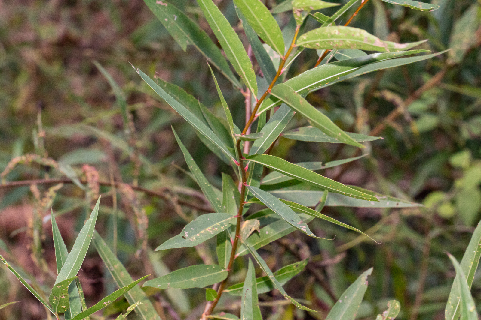 NO 77】 Herbert Brown Autumn Bloom 2011 Frans Francken the Younger