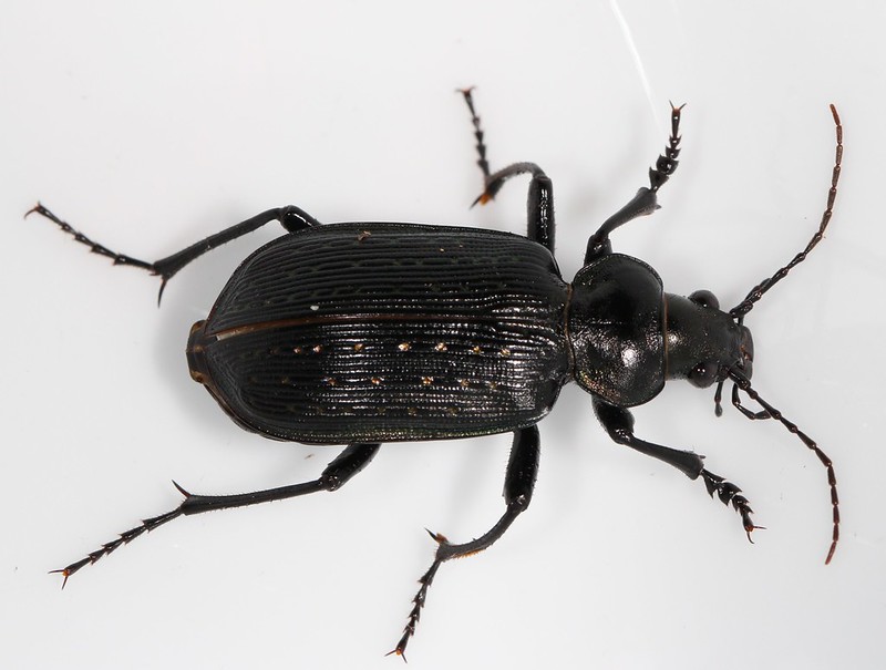 A male Black Caterpillar Hunter in Caroline Co., Maryland (8/25/2020). Verified by Blaine Mathison and Vassili Belov/BugGuide.