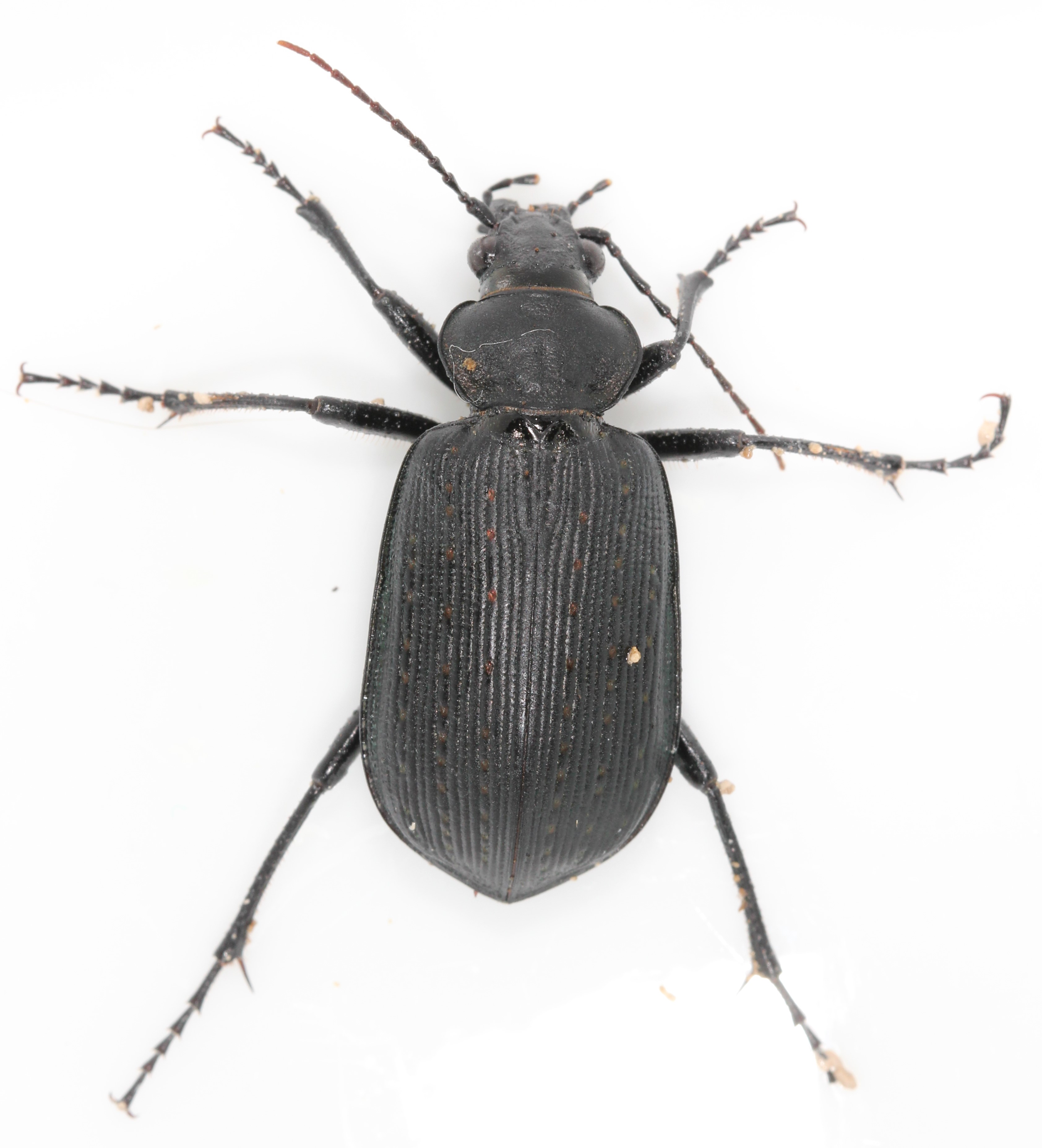 A female Black Caterpillar Hunter in Kent Co., Maryland (8/6/2021). Verified by Curt Harden/BugGuide.