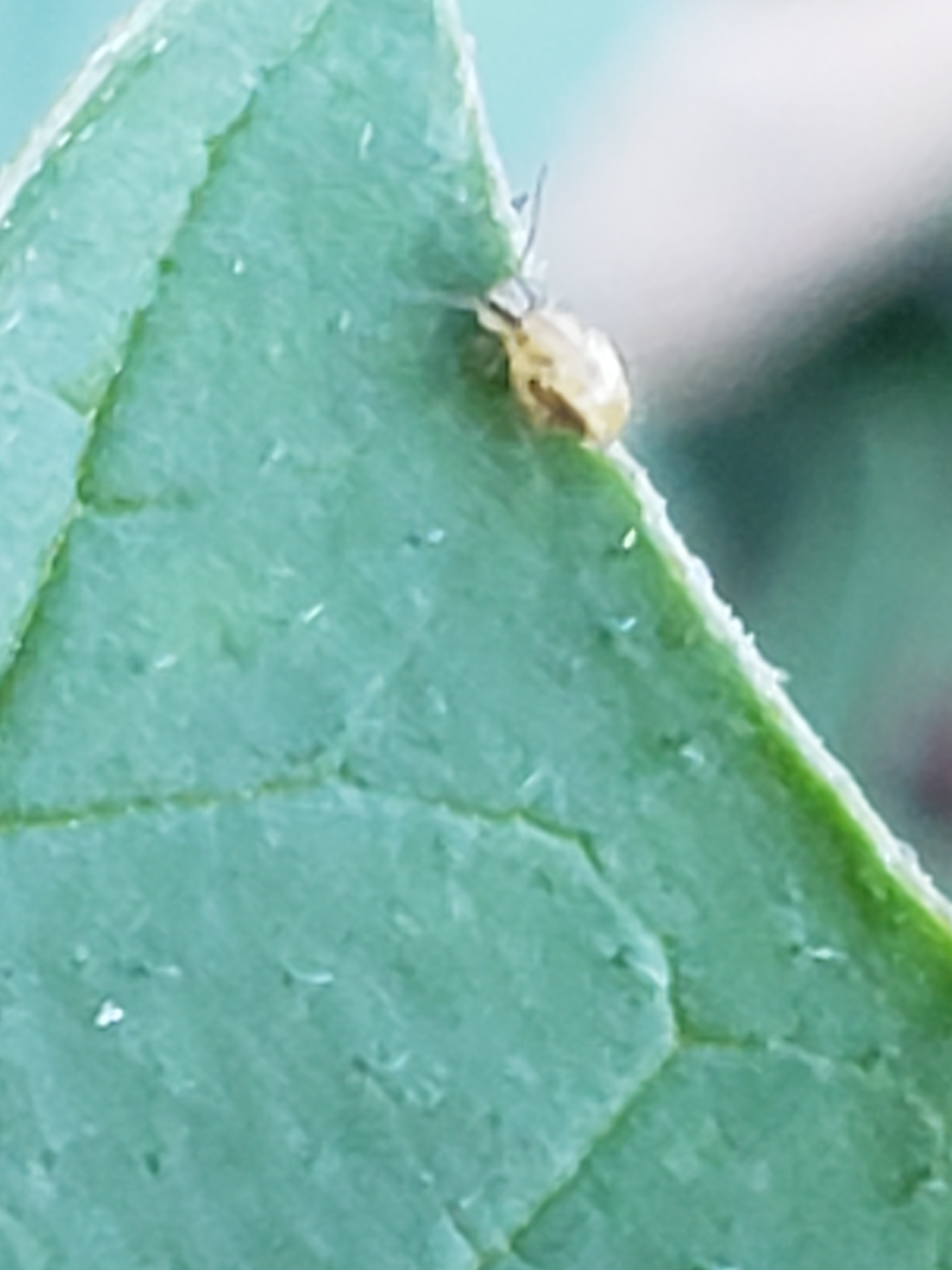 <em>Sminthurus mencenbergae</em> in Montgomery Co., Maryland (10/14/2020). (c) Mark Richman, some rights reserved (<a rel='license' href='http://creativecommons.org/licenses/by/4.0/'>CC BY</a>).