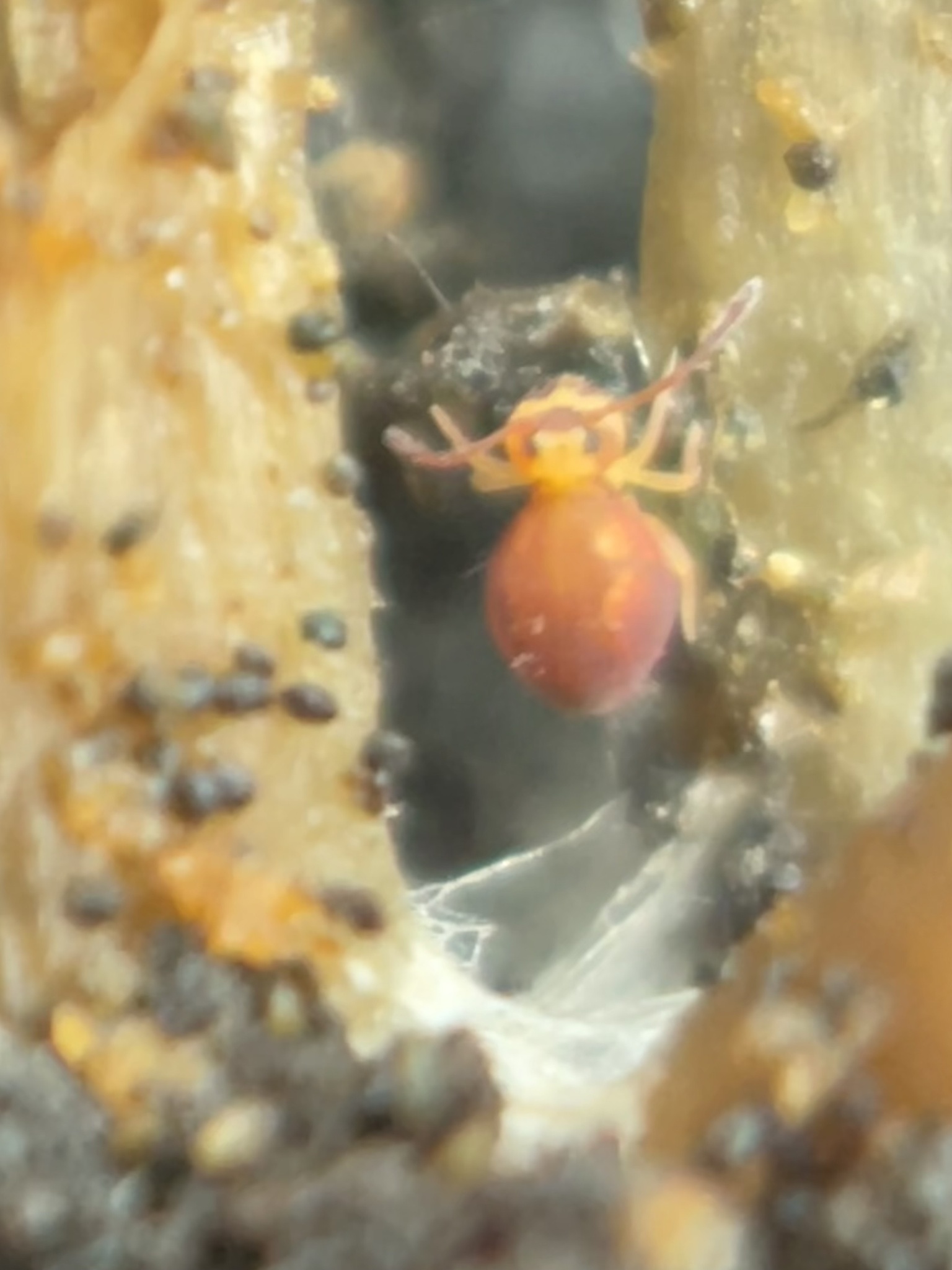 <em>Dicyrtoma hageni</em> in Baltimore Co., Maryland (1/29/2023). (c) Alice Thompson, some rights reserved (<a rel='license' href='http://creativecommons.org/licenses/by-nc/4.0/'>CC BY-NC</a>).