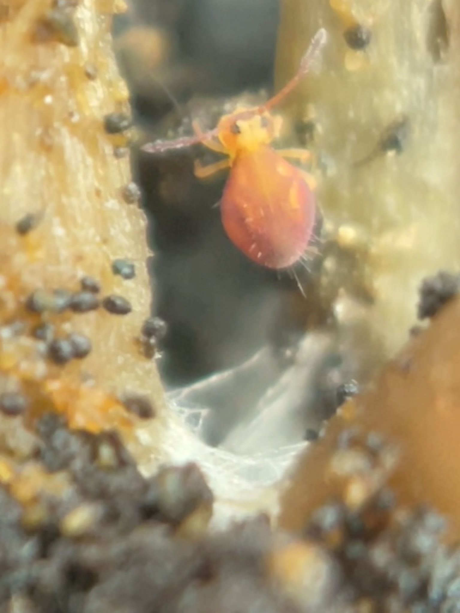 <em>Dicyrtoma hageni</em> in Baltimore Co., Maryland (1/29/2023). (c) Alice Thompson, some rights reserved (<a rel='license' href='http://creativecommons.org/licenses/by-nc/4.0/'>CC BY-NC</a>).