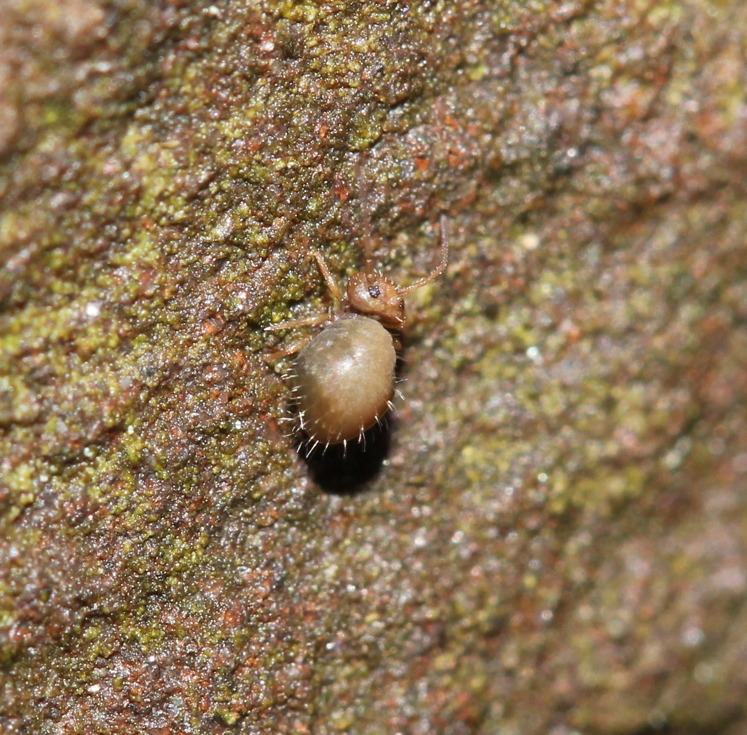 <em>Sminthurus packardi</em> in Allegany Co., Maryland (4/11/2021). (c) Even Dankowicz, some rights reserved (<a rel='license' href='http://creativecommons.org/licenses/by/4.0/'>CC BY</a>).