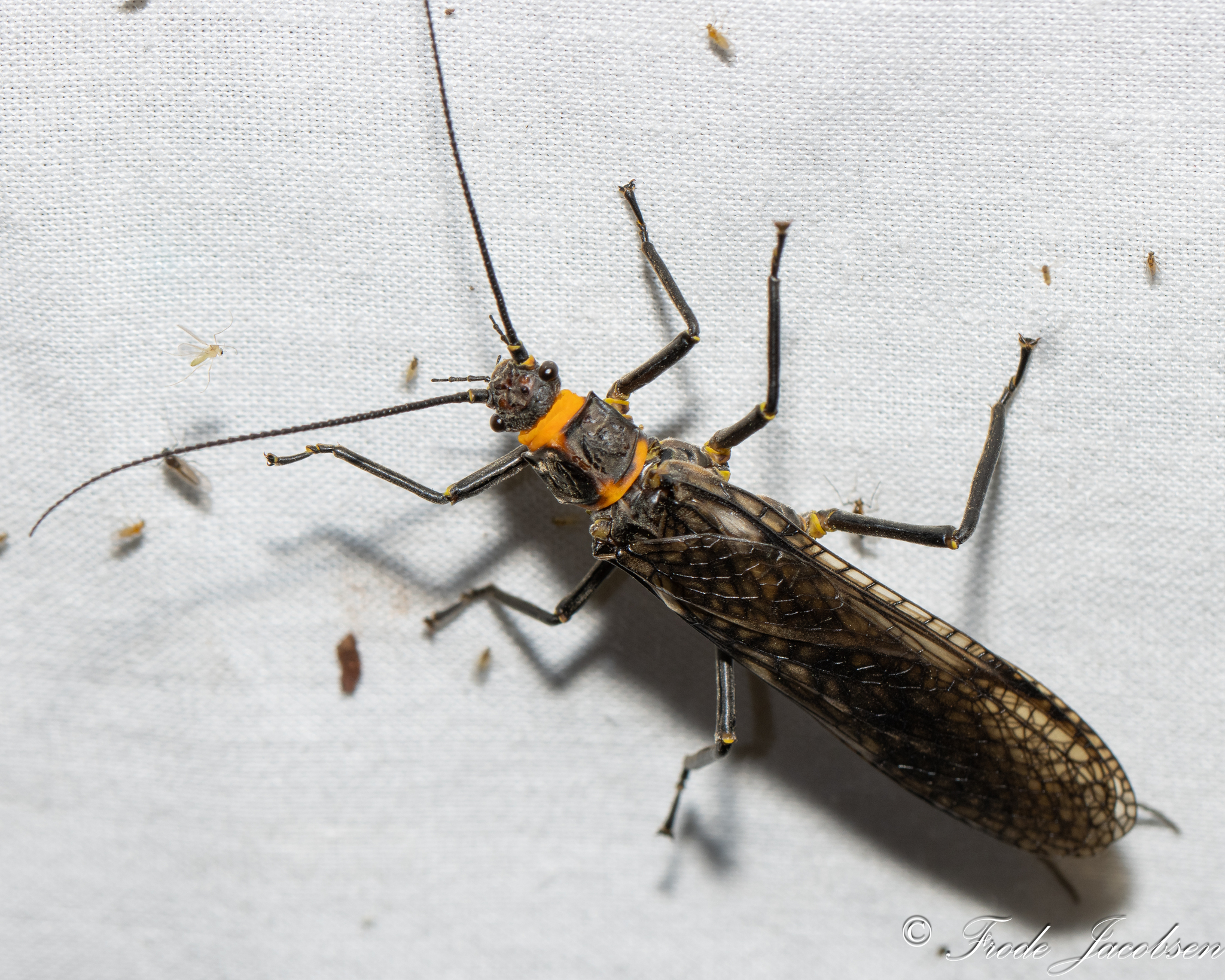 Giant Stonefly sp. in Washington Co., Maryland (4/19/2025). (c) Frode Jacobsen, some rights reserved (<a rel='license' href='http://creativecommons.org/licenses/by-nc/4.0/'>CC BY-NC</a>).